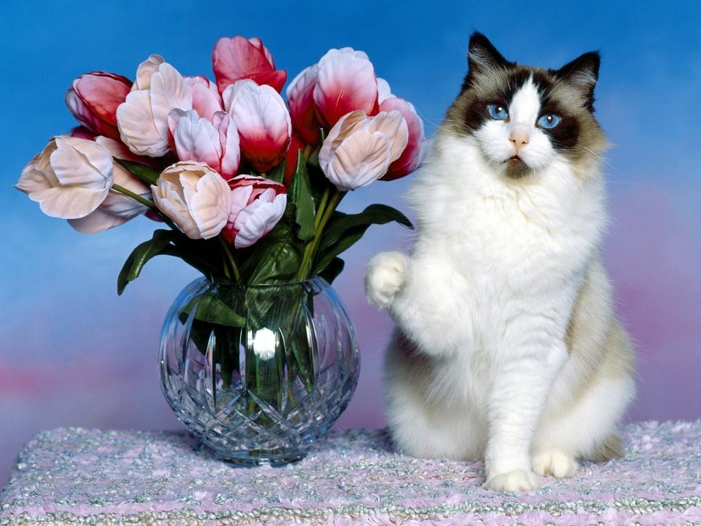 Cat With Flowers Puter Screen Saver Pc Desktop Wallpaper