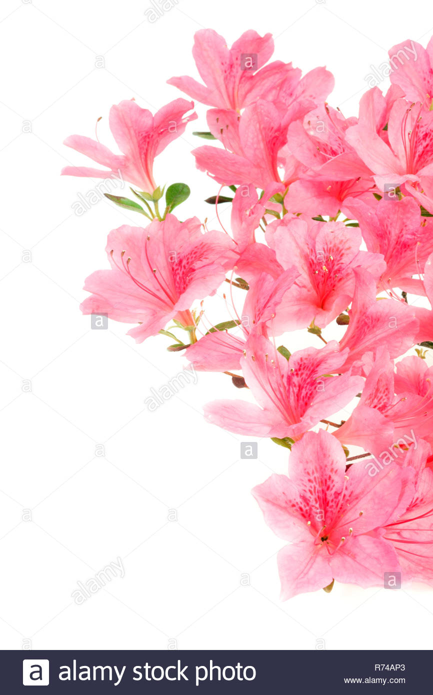 Pink Japanese Azalea Isolated On White Background Selective Focus