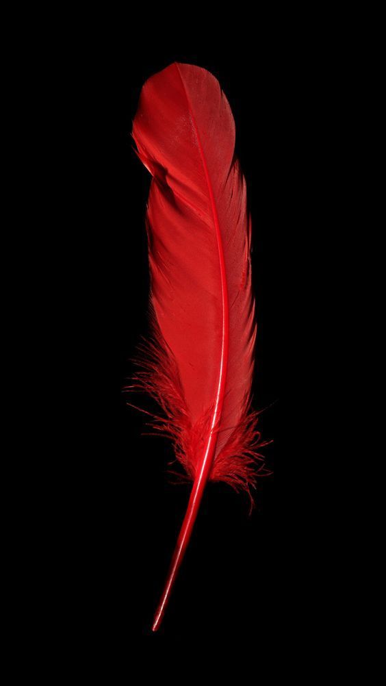 Red Feather Wallpaper Lockscreen In Black