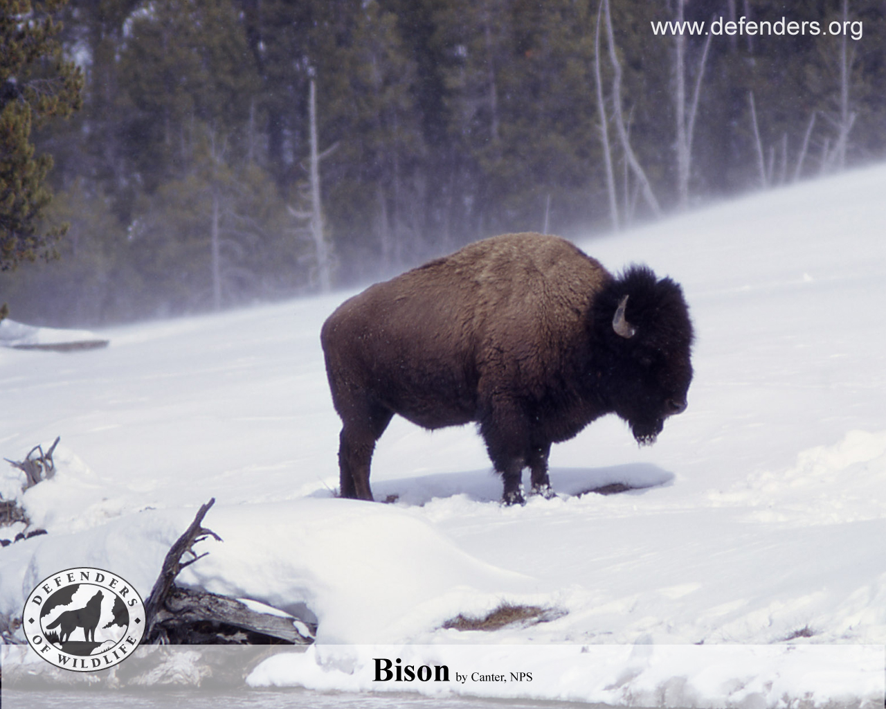 Bison Wallpaper One Online