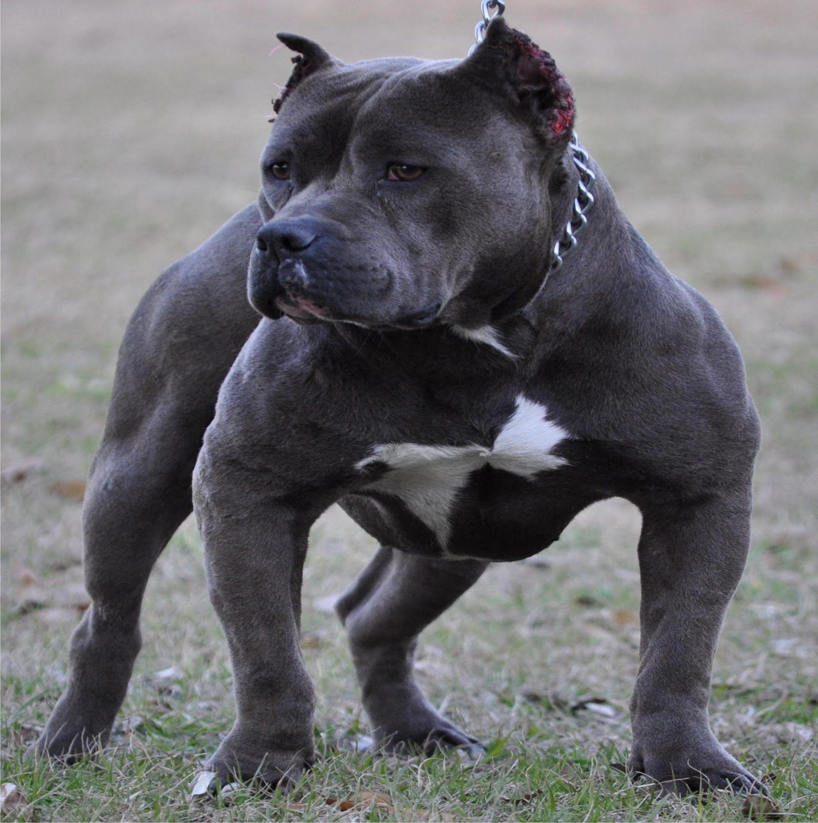 Pitbull Dog Live Wallpaper HD Apk On Pc Blue