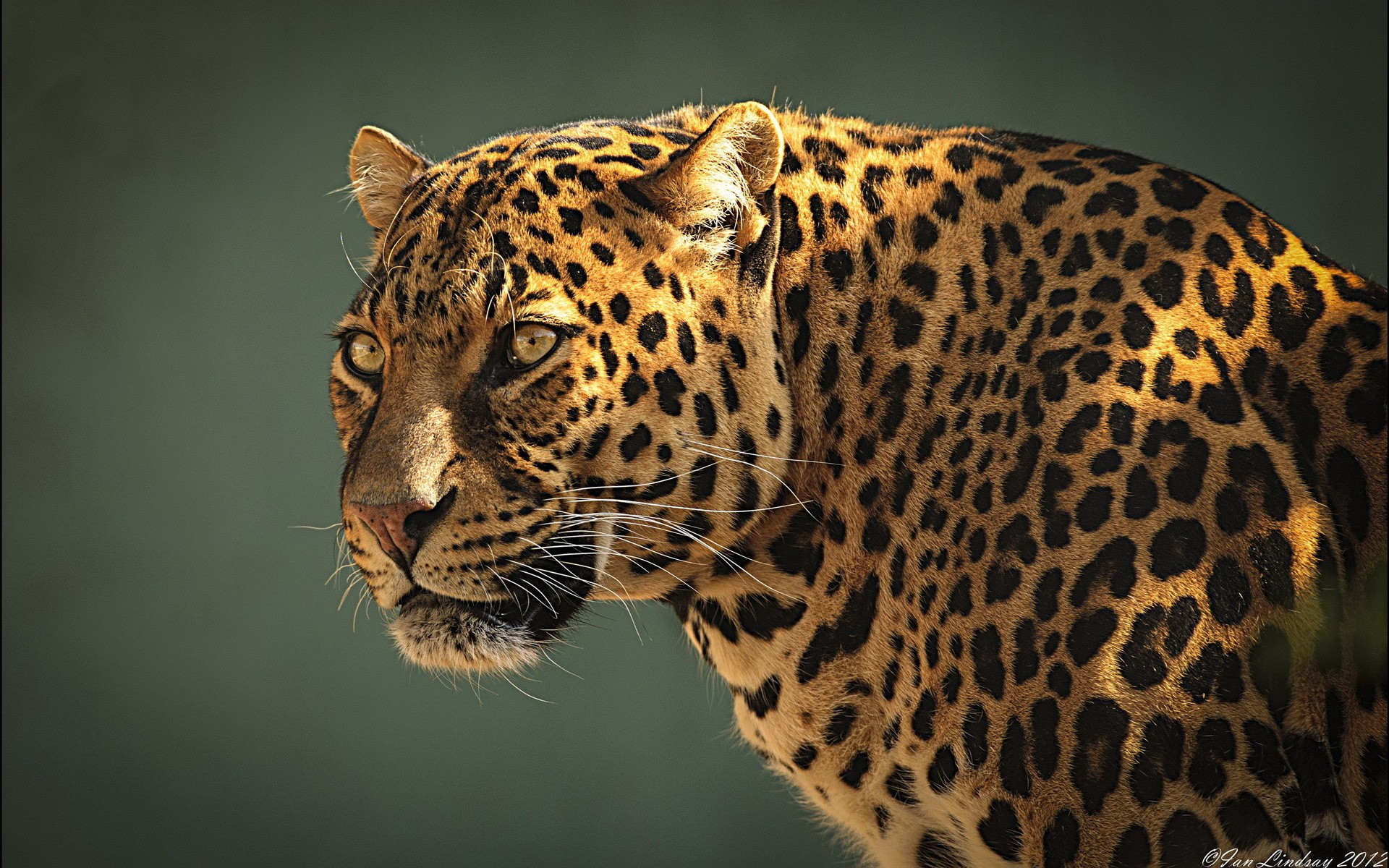 Free Download Jaguar Animal Face 1920x1200 For Your Desktop