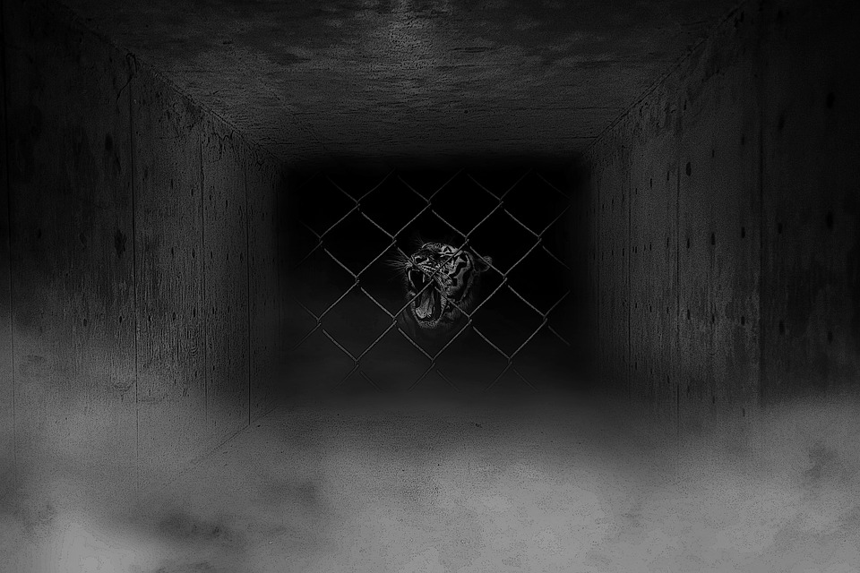 Photo Railings Animal Captive Fog Wallpaper Cage Tiger Max
