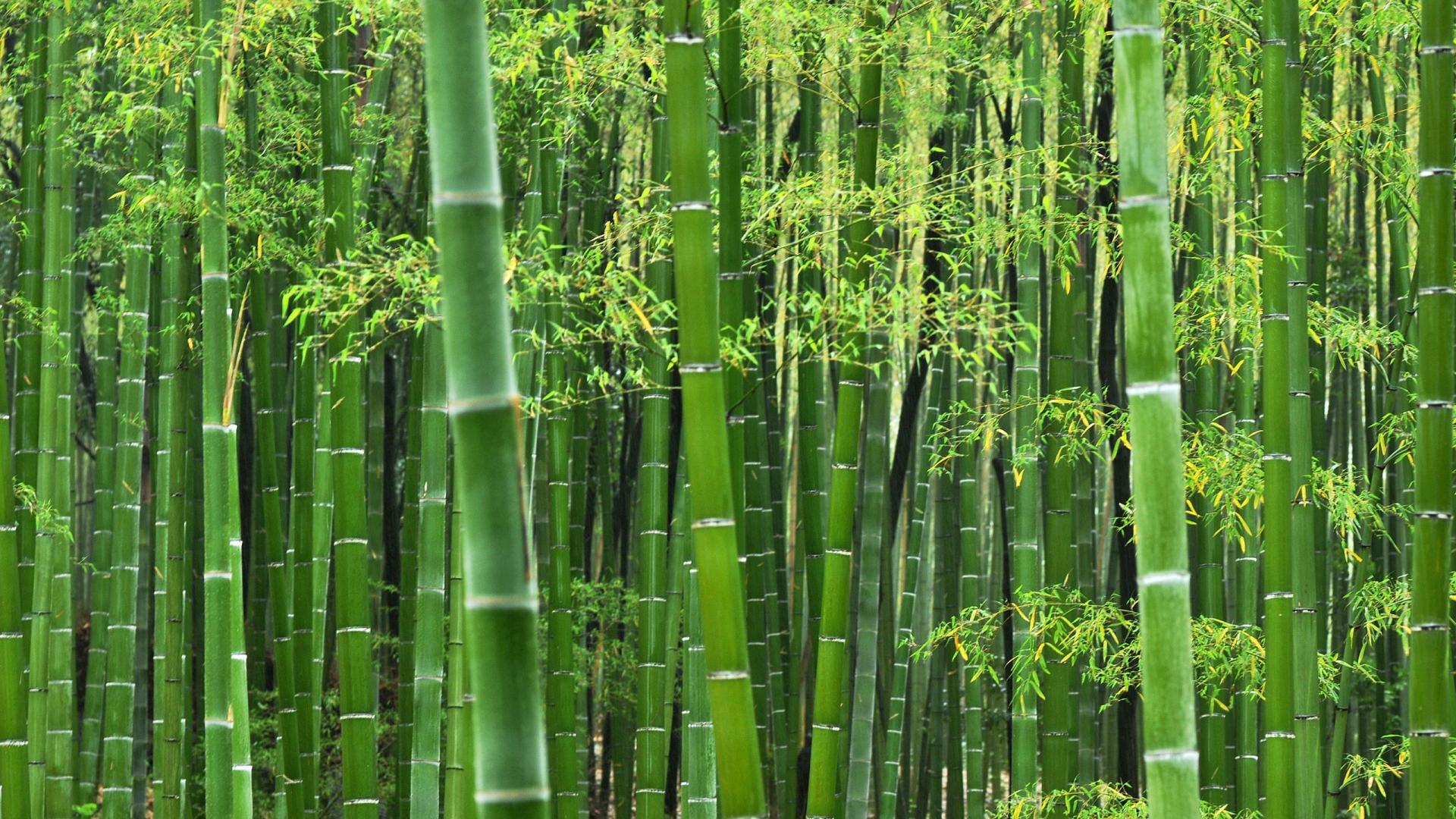 Forest Green Bamboo Wallpaper HD
