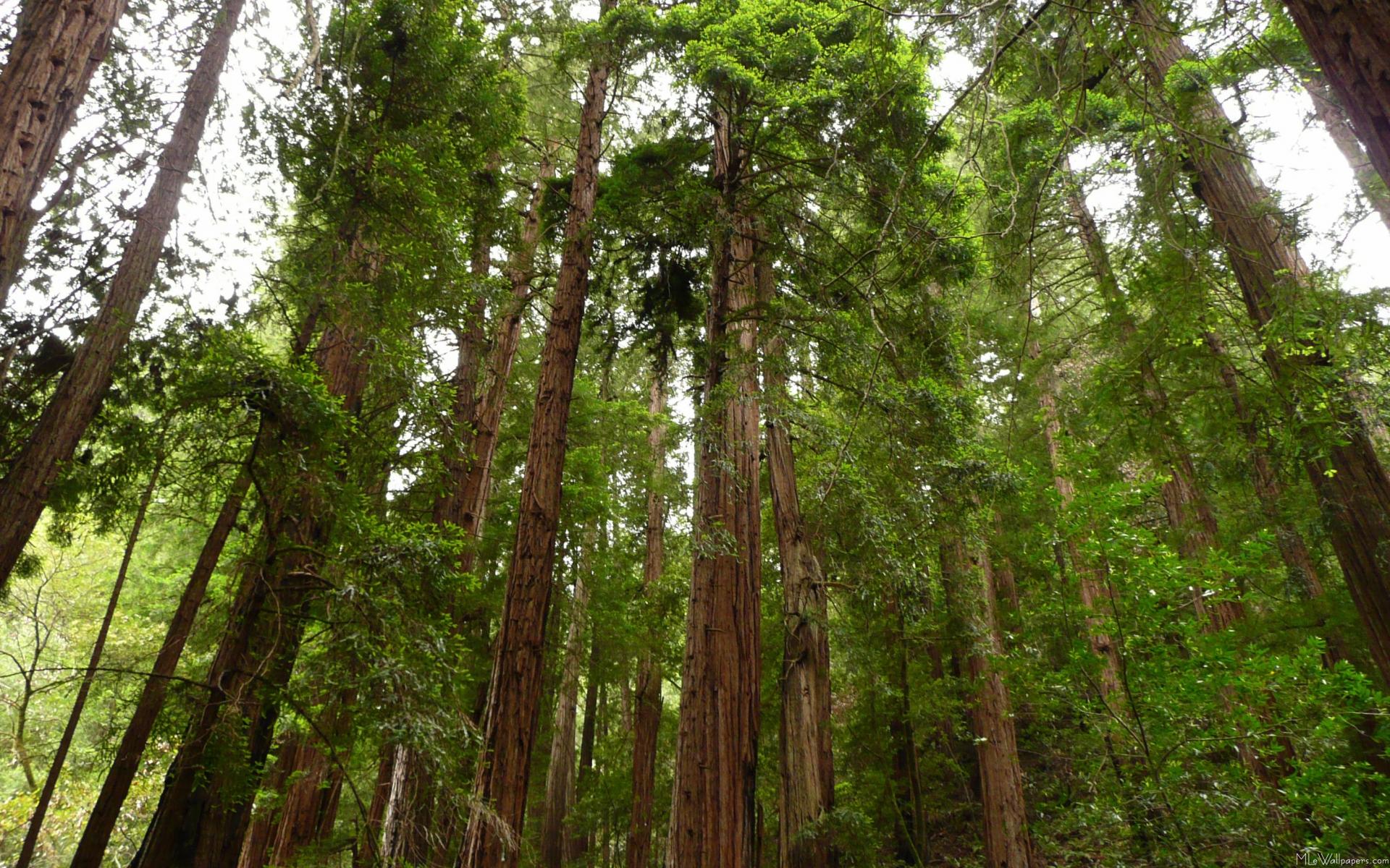 HD Wallpaper Giant Redwood Forest X Kb Jpeg