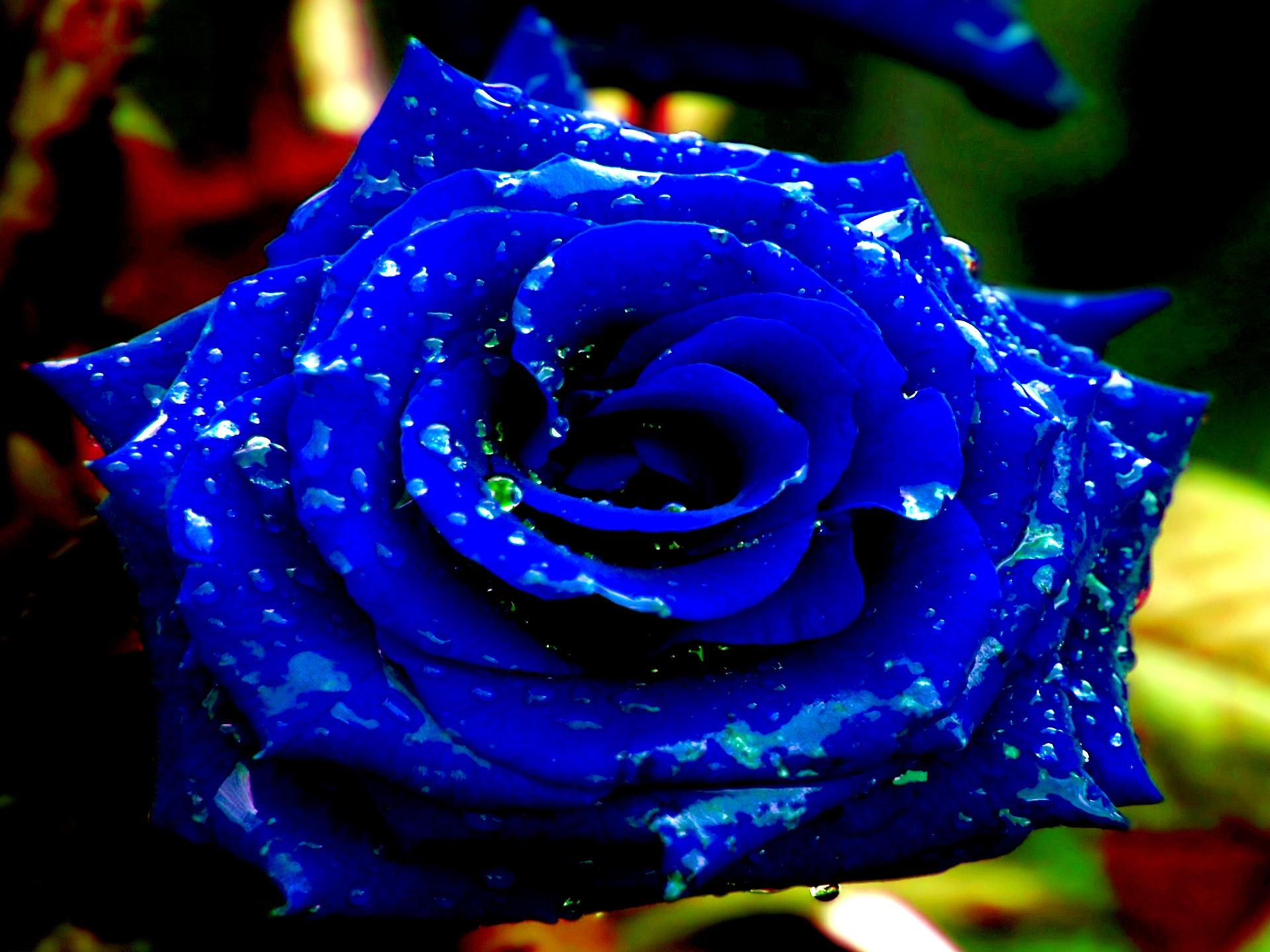 Blue Roses Wallpaper Sizzlingwallpaper Part
