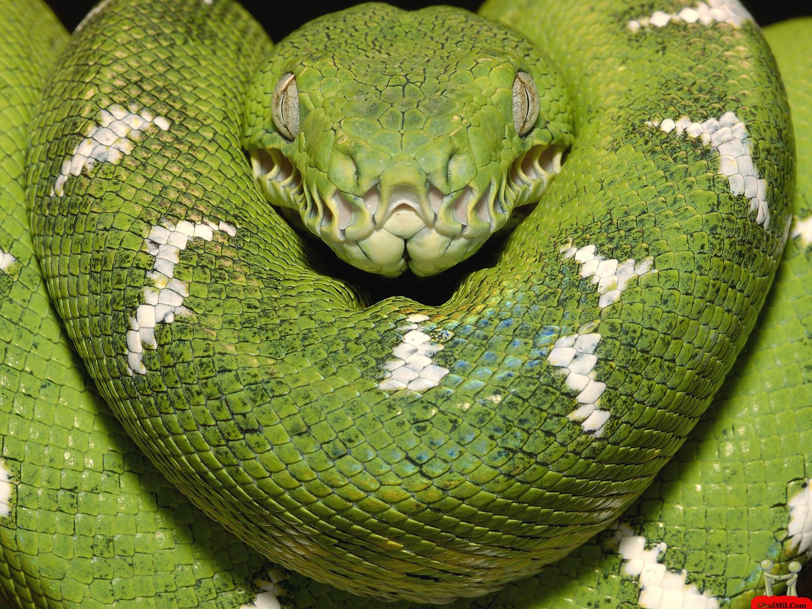 Beautiful Amazing Green Anaconda HD Wallpaper E Entertainment