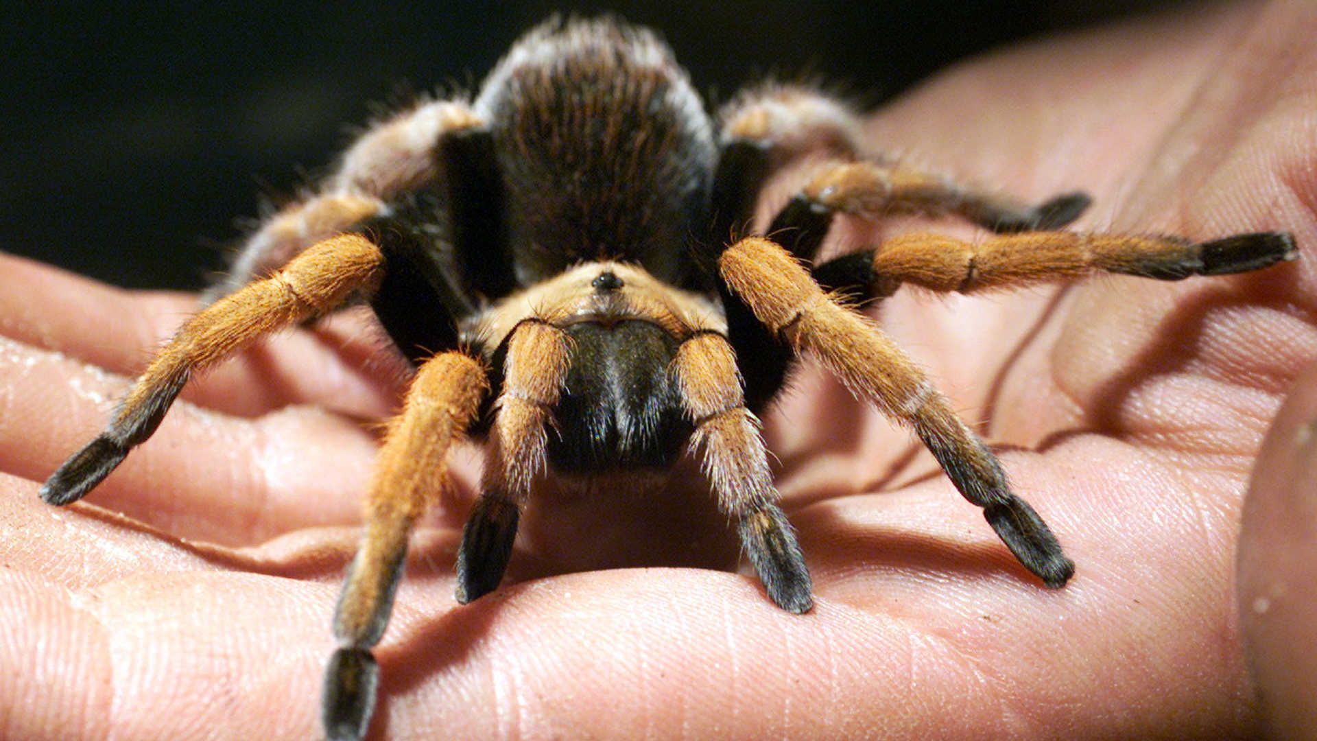 Free download Tarantulas For Sale Online HD Wallpaper HDWallWidecom