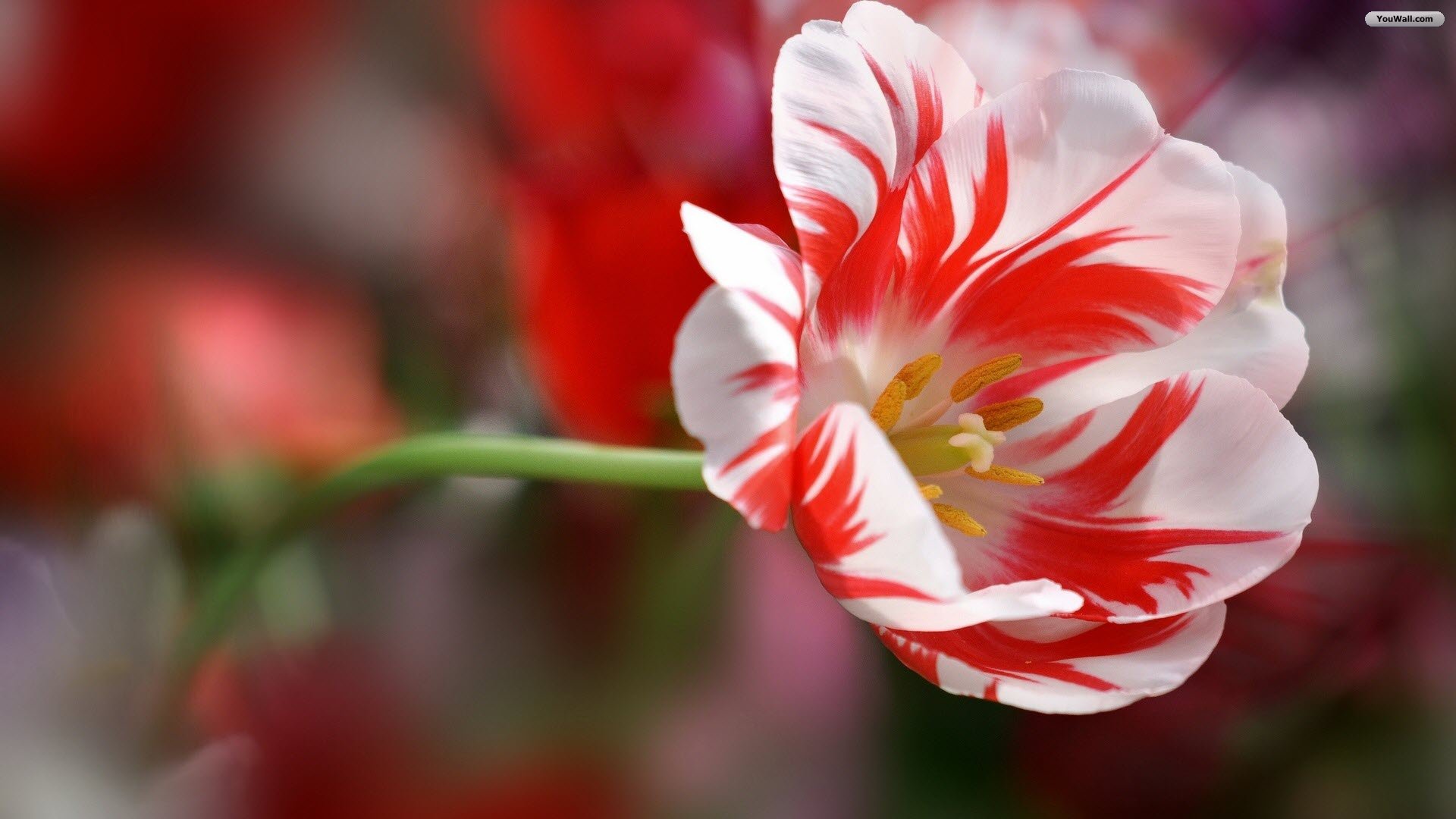 White And Red Flower Wallpaper