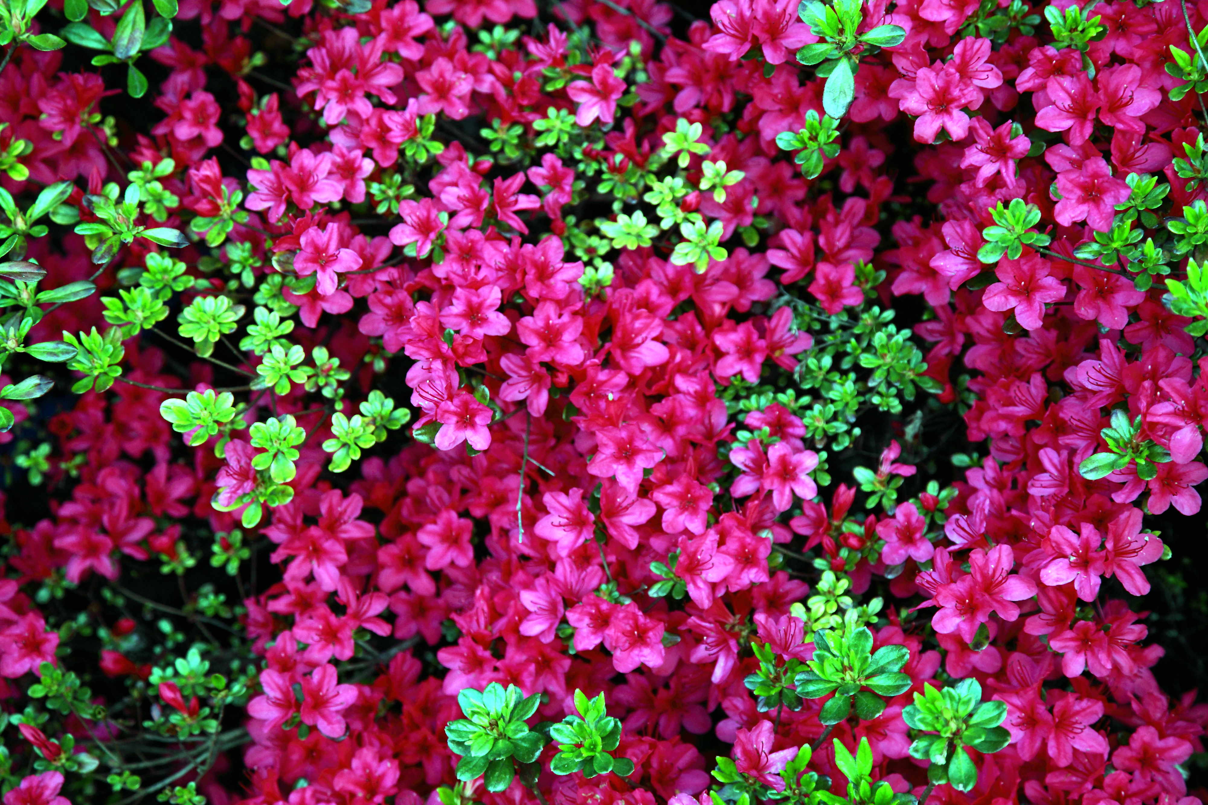 Hanging Spring Flower Widescreen Image iPad Background