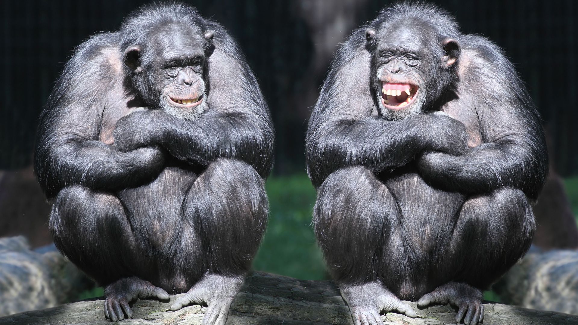Wallpaper Chimpanzee Couple Cute Animals Monkey Funny