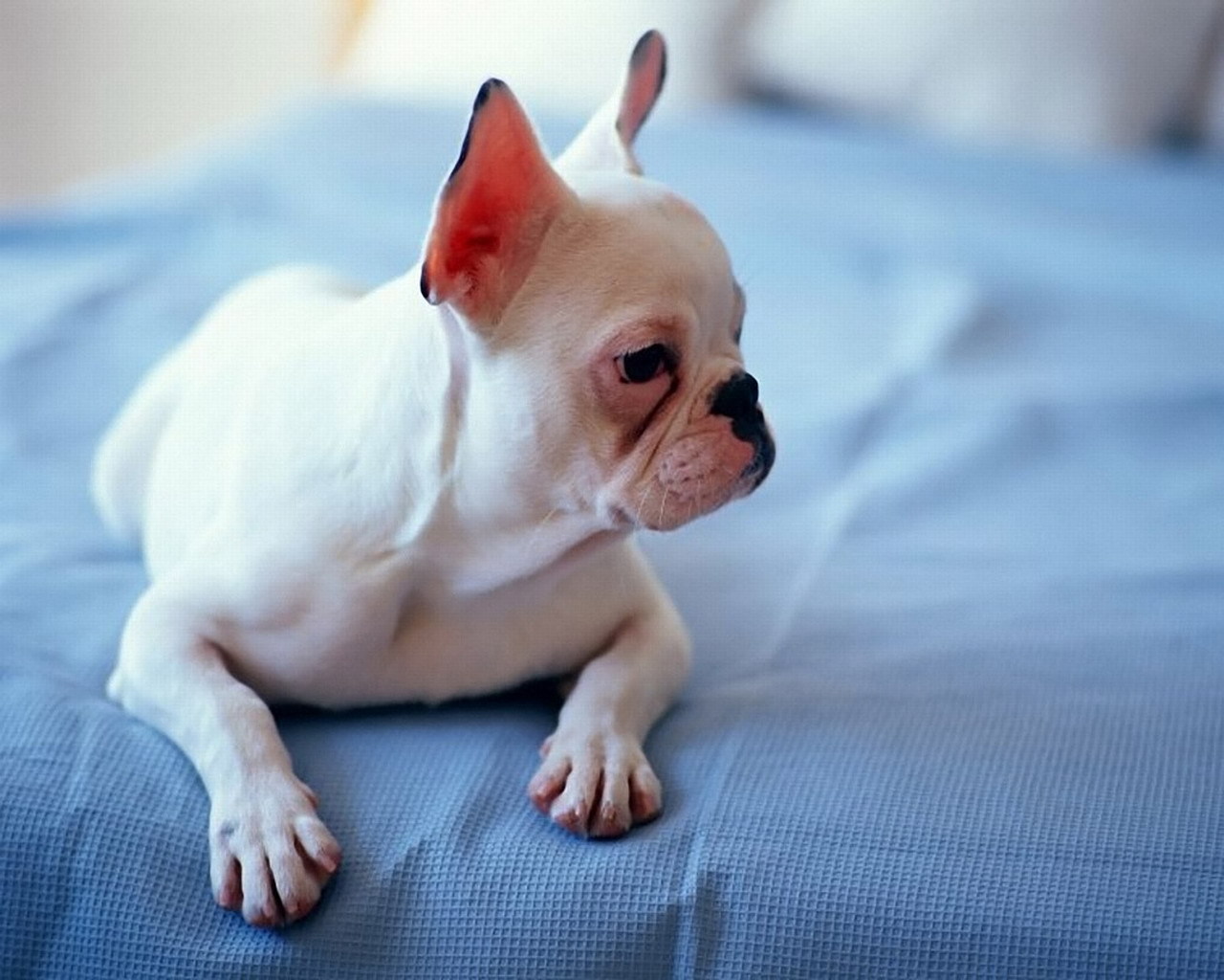 French Bulldog Pictures The Background For Your Desktop Wallpaper