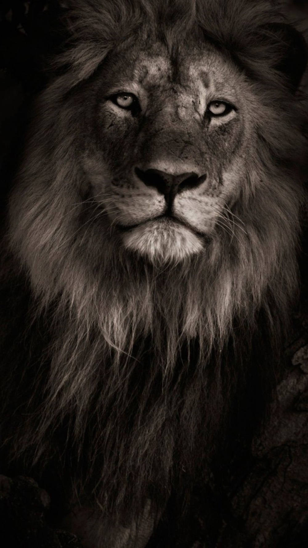 Black And White Lion iPhone Wallpaper
