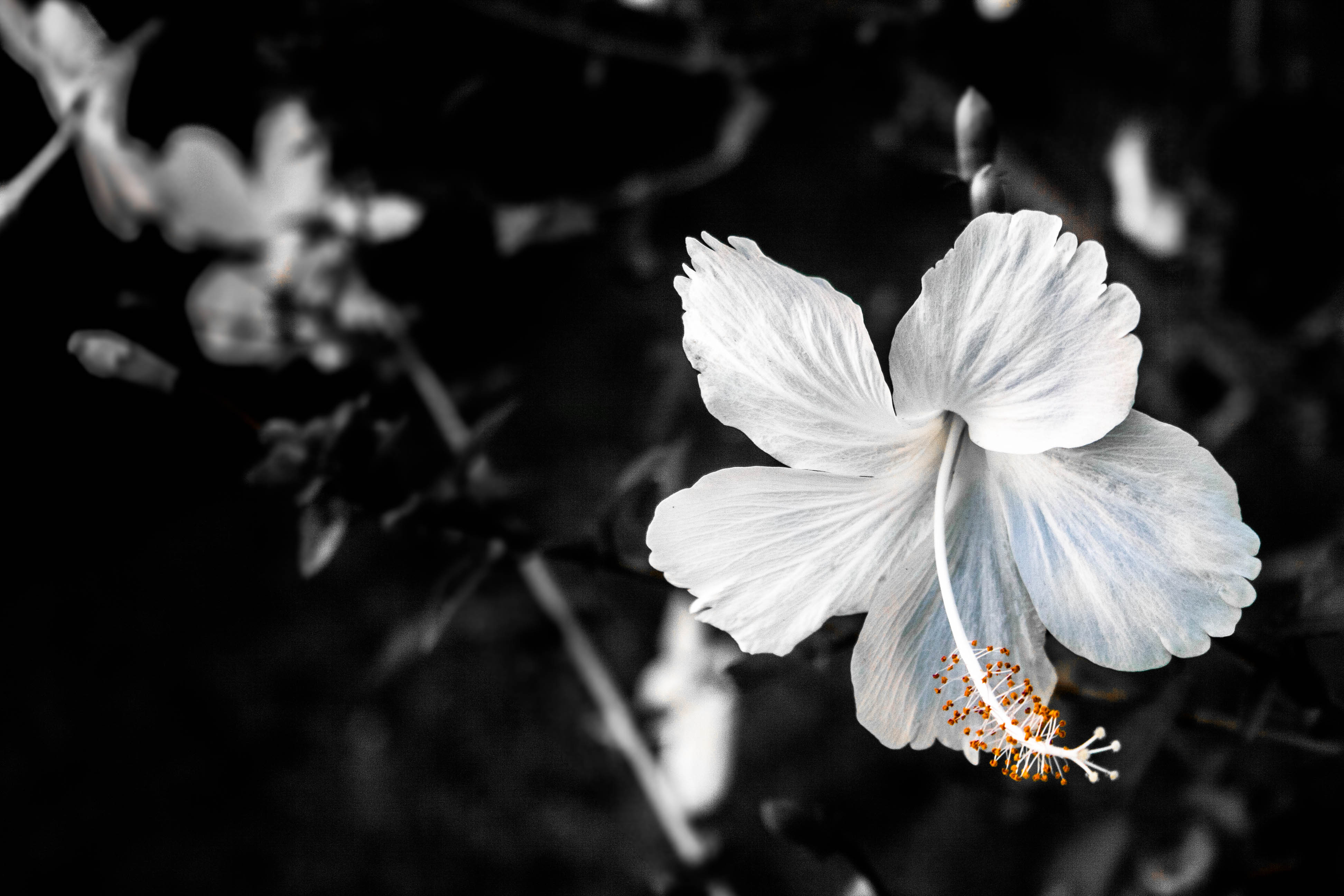Hibiscus HD Wallpaper