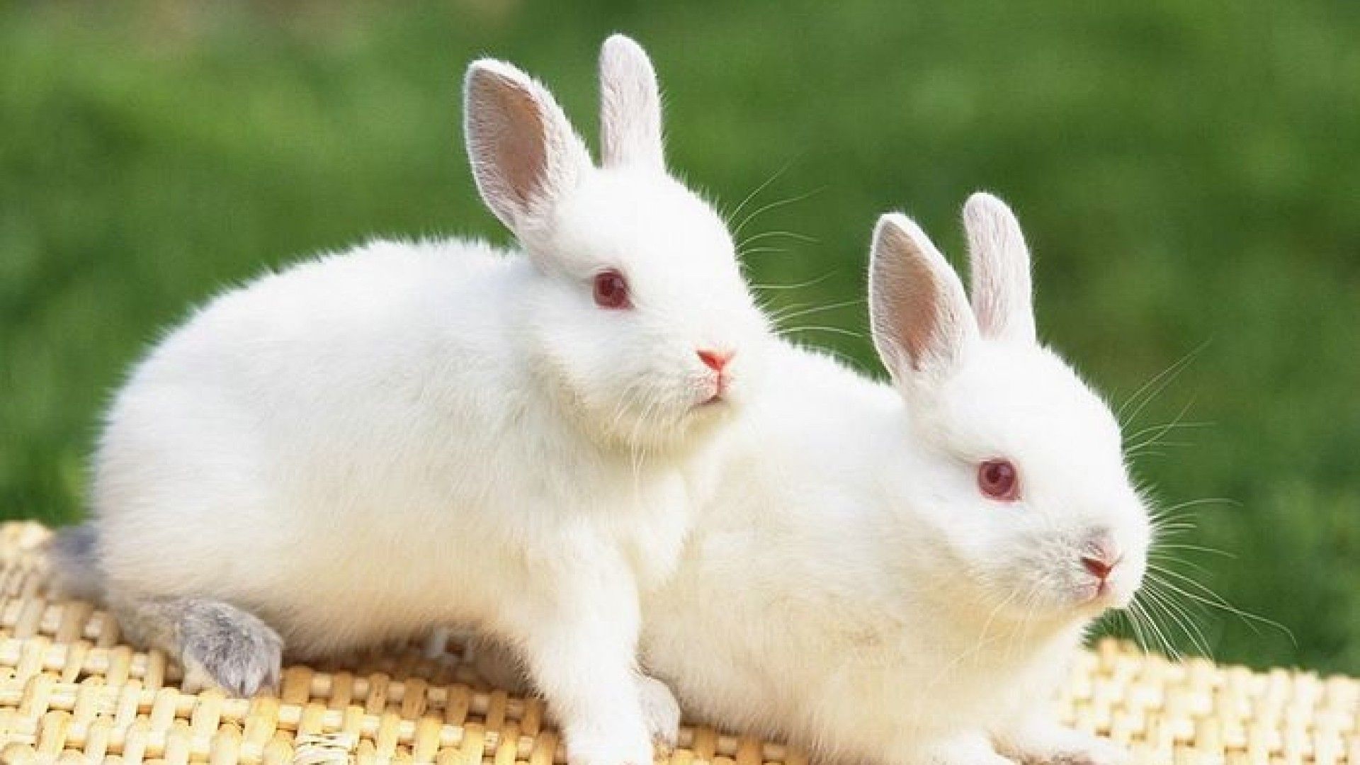 Two Beautiful And Lovely Cute Rabbits HD Animal Wallpaper