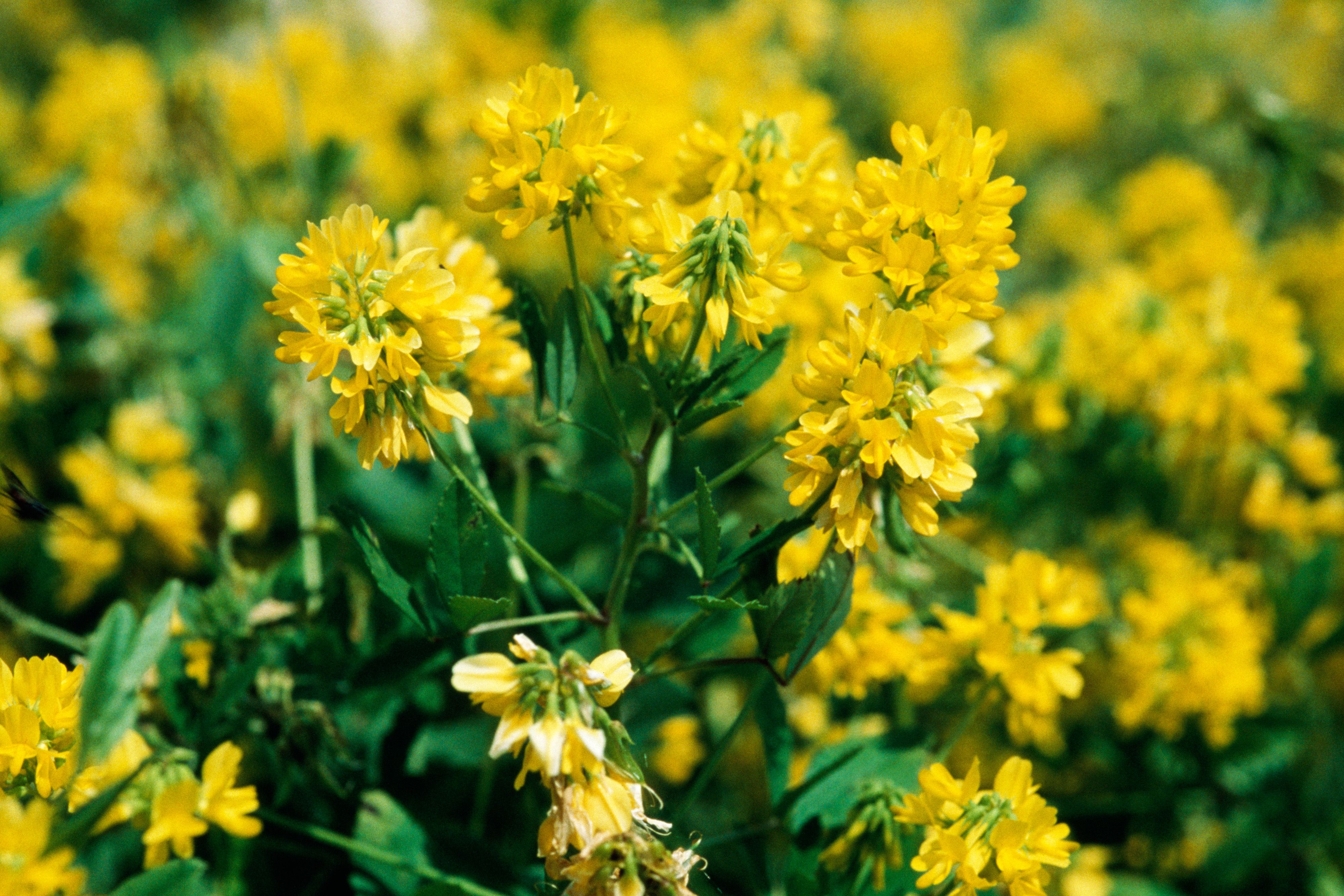 Plant Grow And Care For Fenugreek Wallpaper