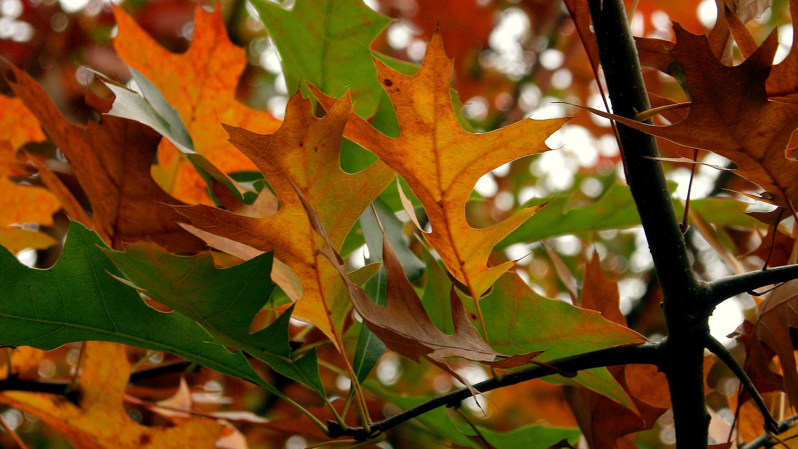 Fall Autumn Leaves Hd Wallpaper 1600x900 pixel Popular HD Wallpaper