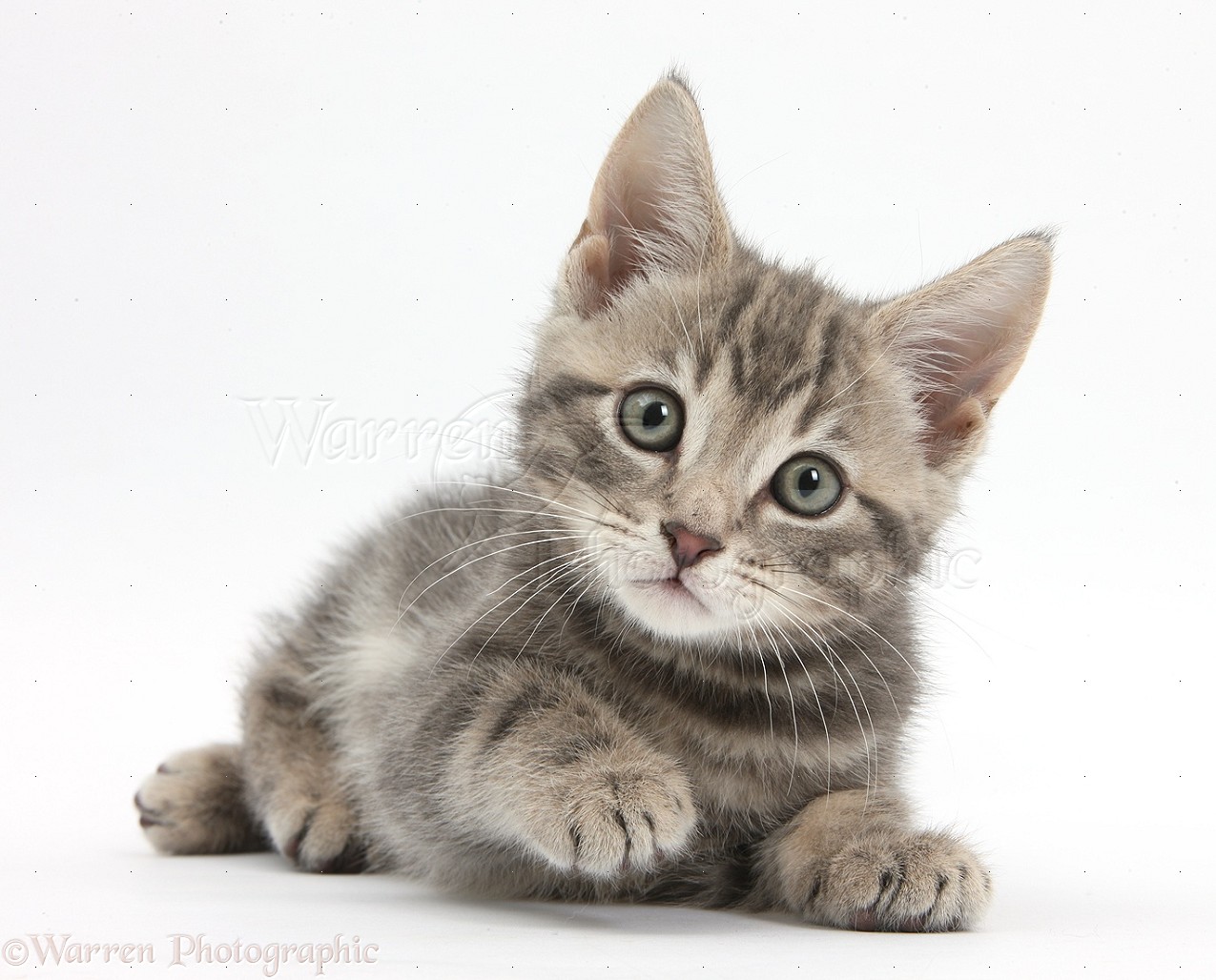 Tabby Kitten Image For Advertising Wp36522