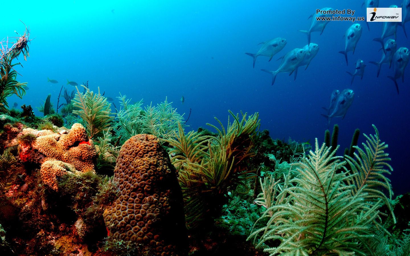 Ocean Life Sea Coral Under Water Fish HD Wallpaper