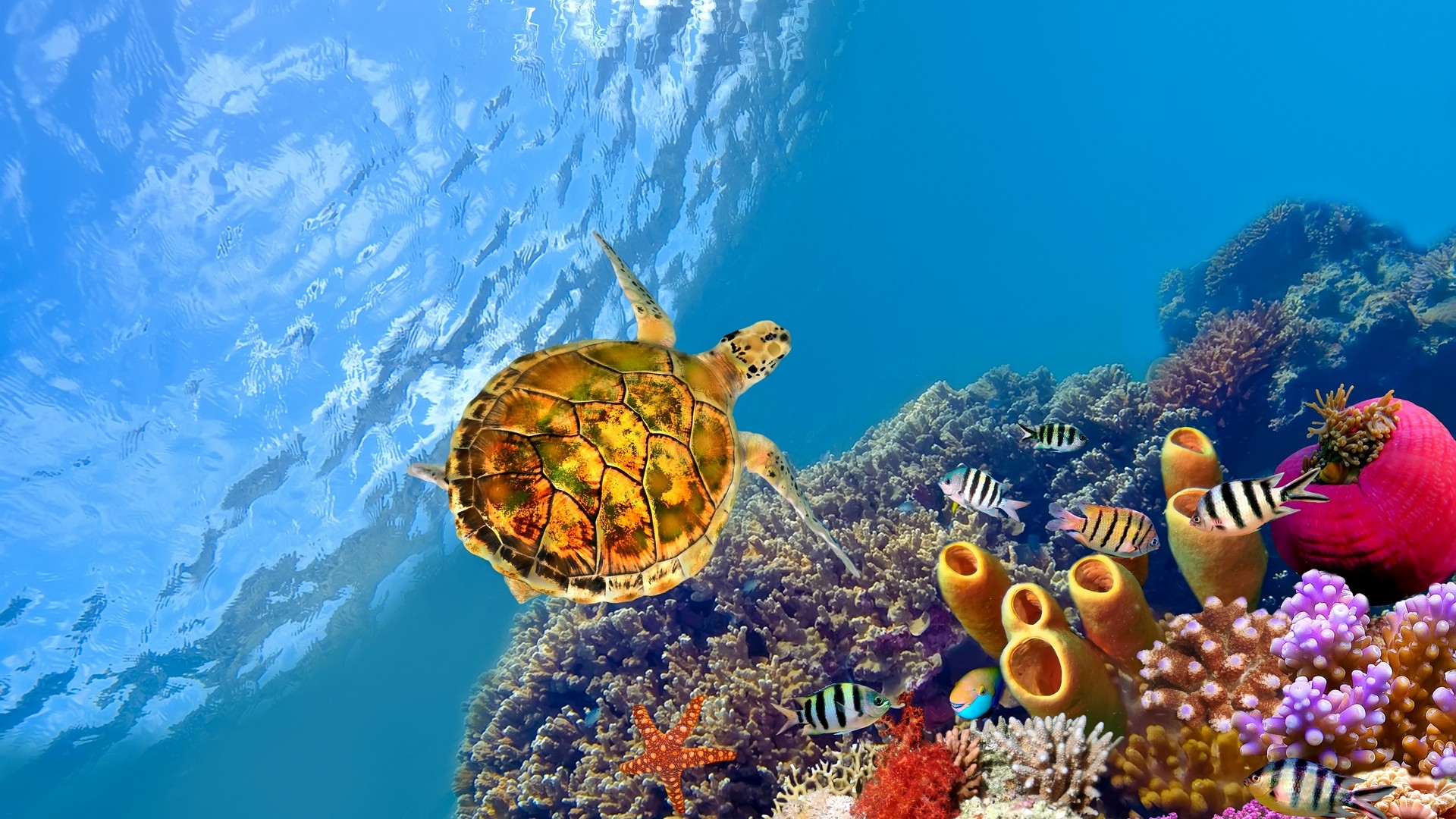 A hawksbill sea turtle swims gracefully over a vibrant coral reef, teeming with colorful fish and marine life