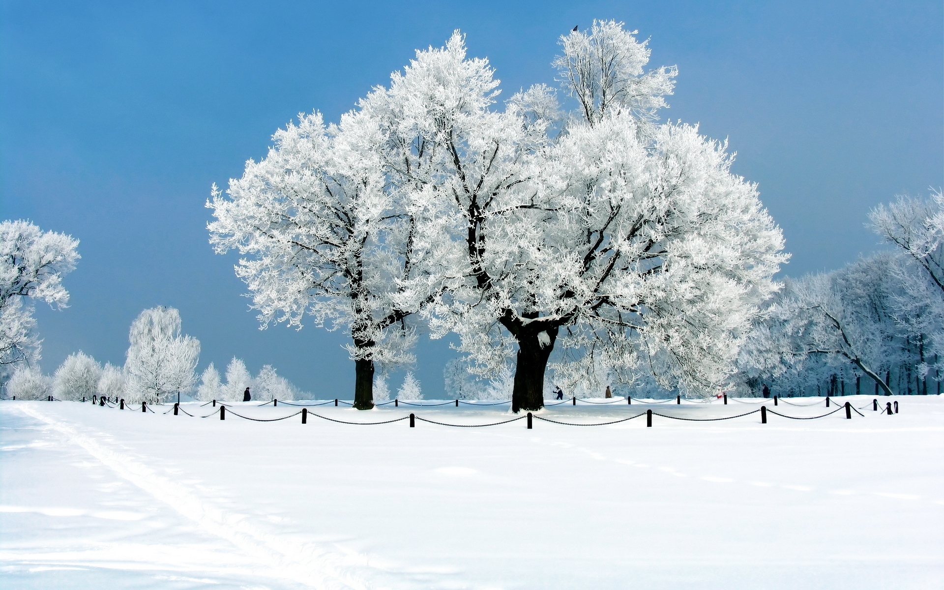 Snow Covered Winter Nature HD Desktop Wallpaper