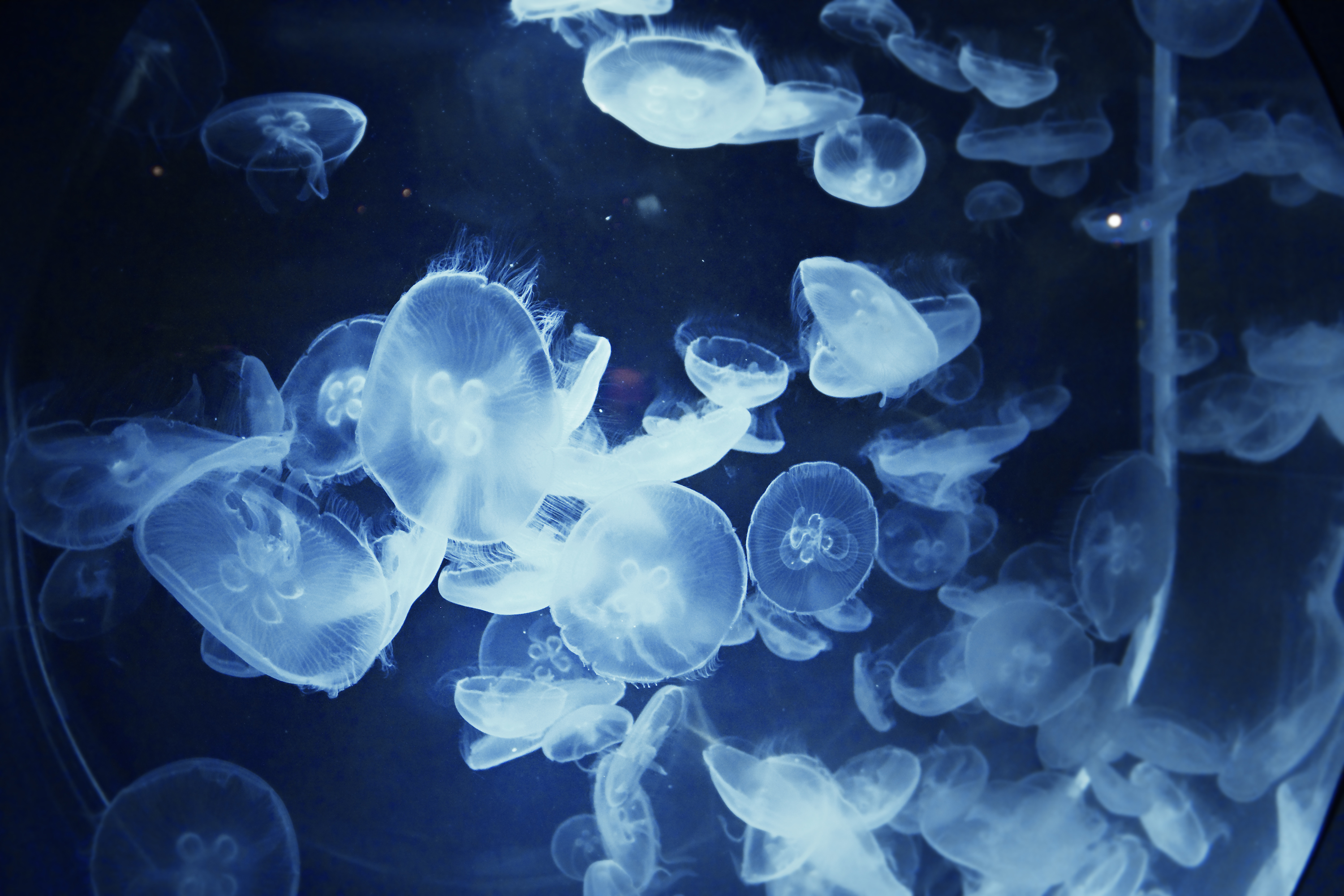 jellyfish underwater ocean sea bokeh jelly 5 wallpaper background