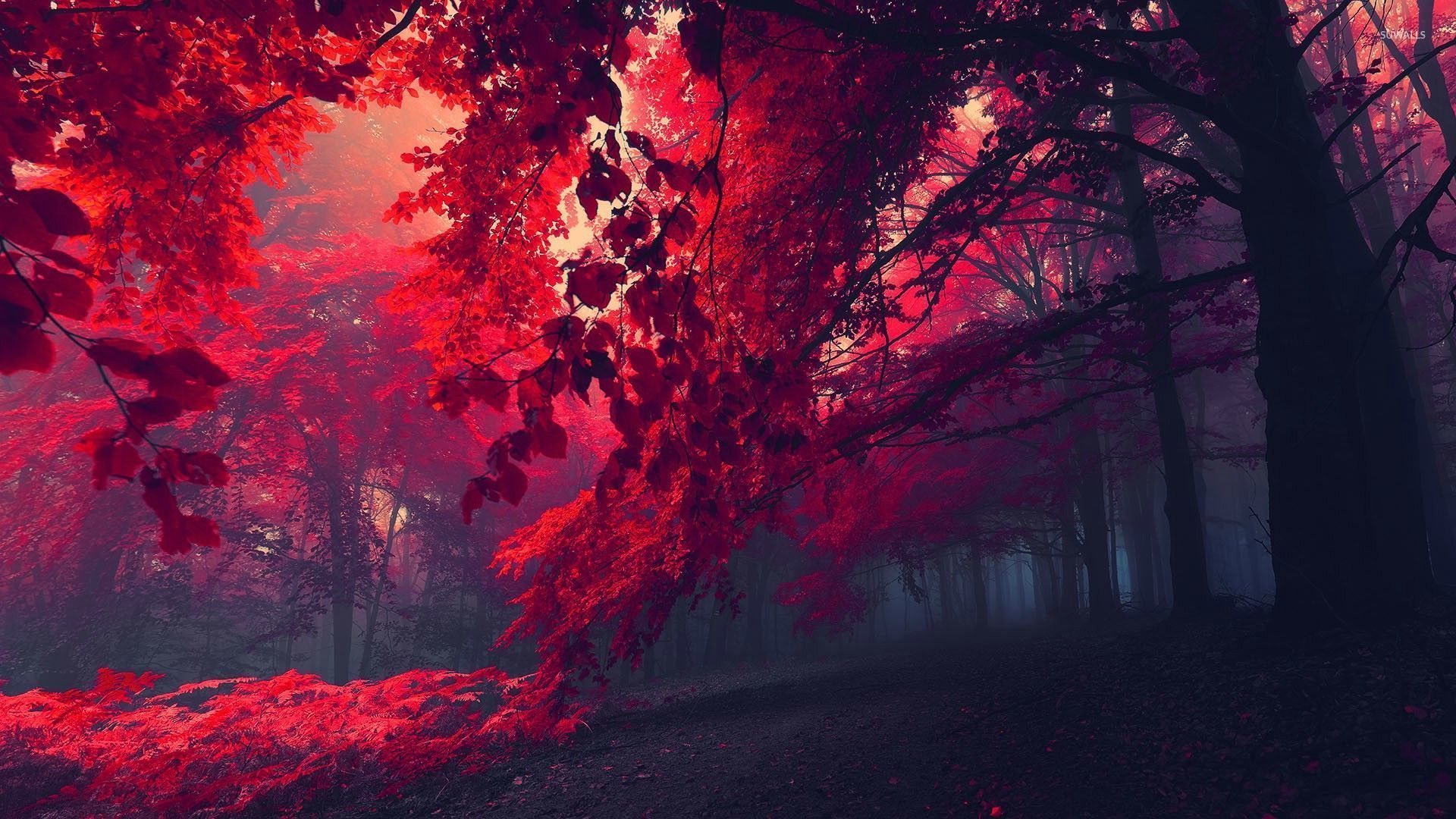 Red Forest Wallpaper Nature