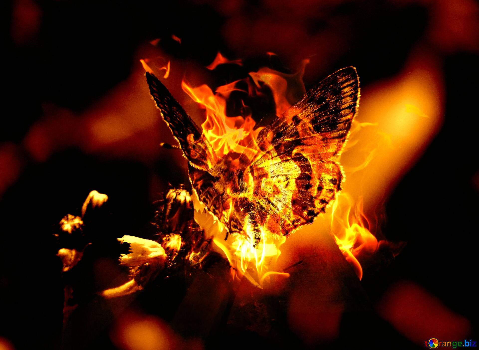 Fire Flying Butterfly Picture