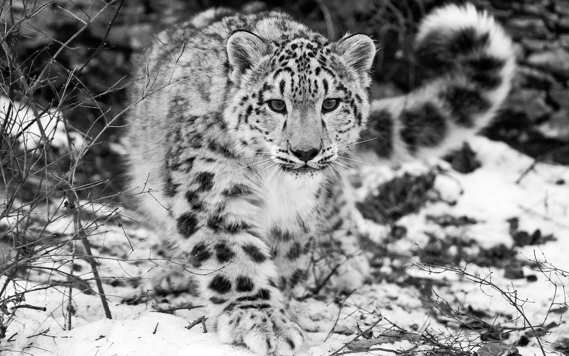 Snow Leopard Background HD Wallpaper