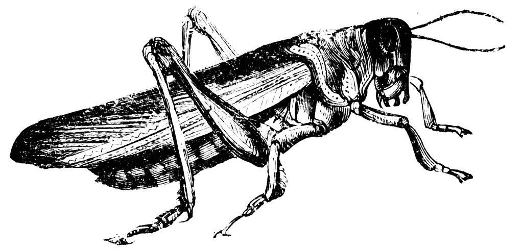 Black Locust Clipart Wallpaper