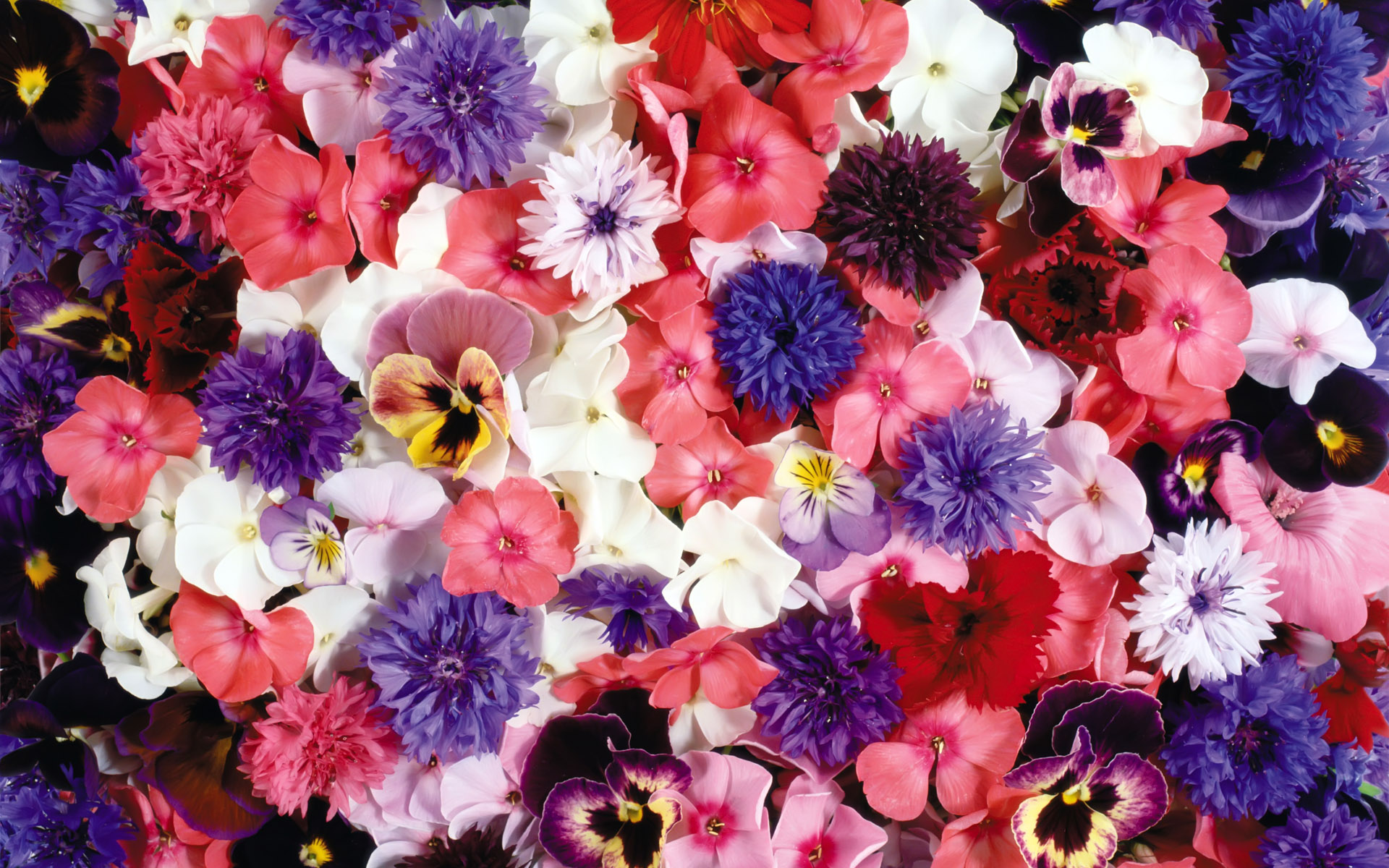 Nature Flower HD Wallpaper