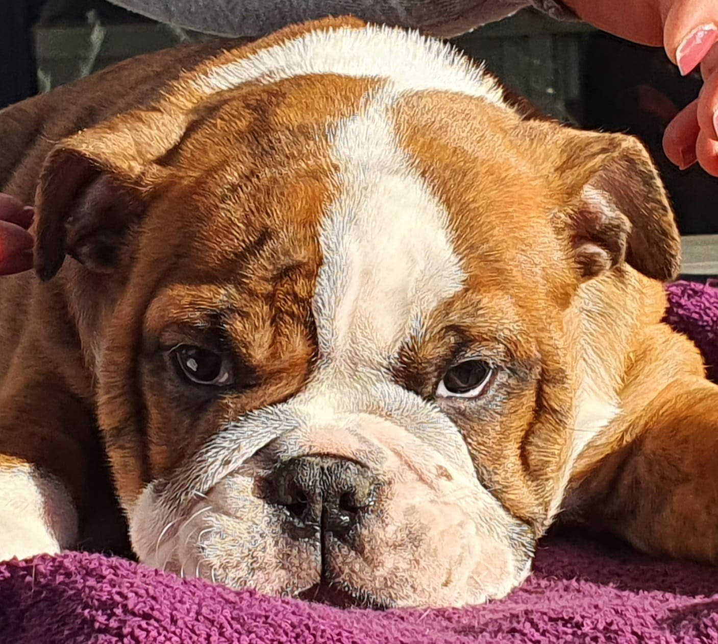 English Bulldog Wallpaper