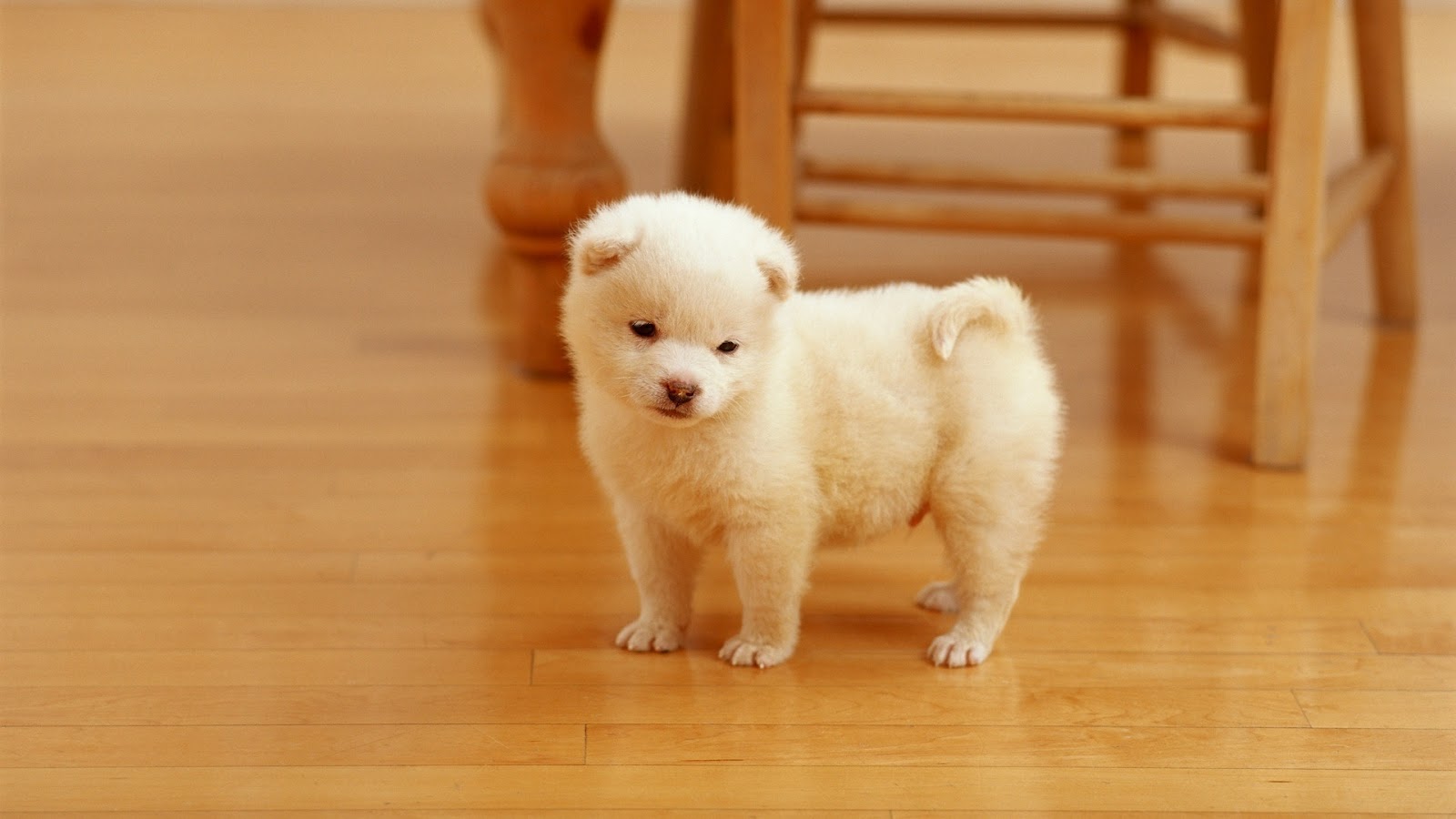 Cute White Puppy Desktop Wallpaper What A Looking