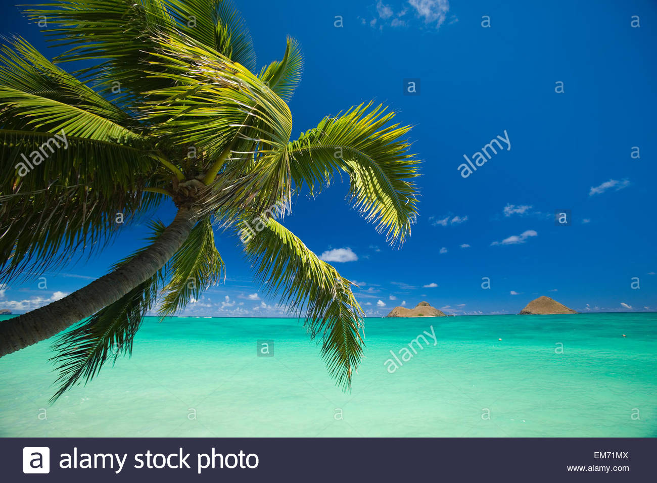 Usa Hawaii Oahu Mokulua Island In Background Lanikai Palm