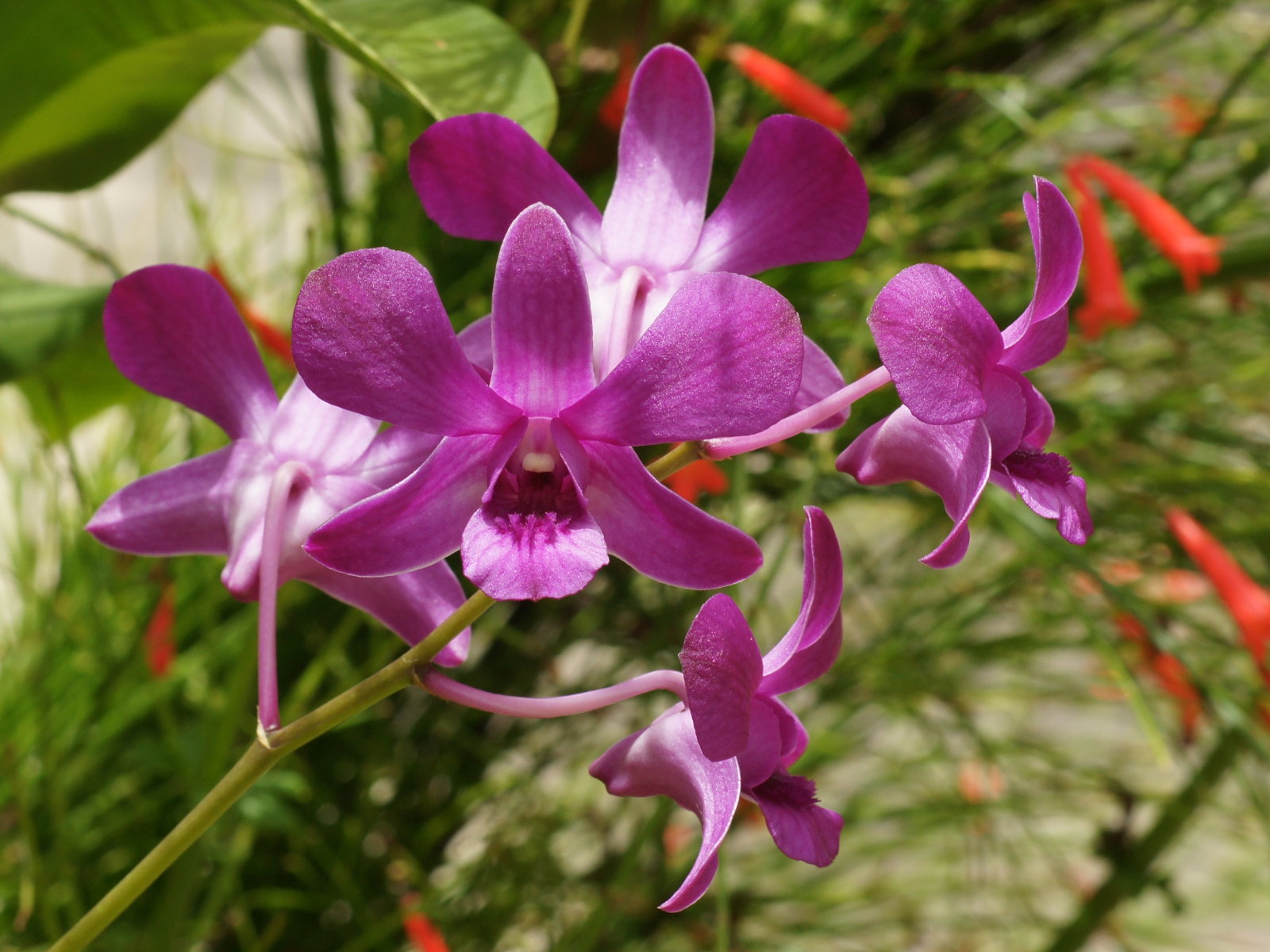 Pin Purple Orchids Wallpaper Flower