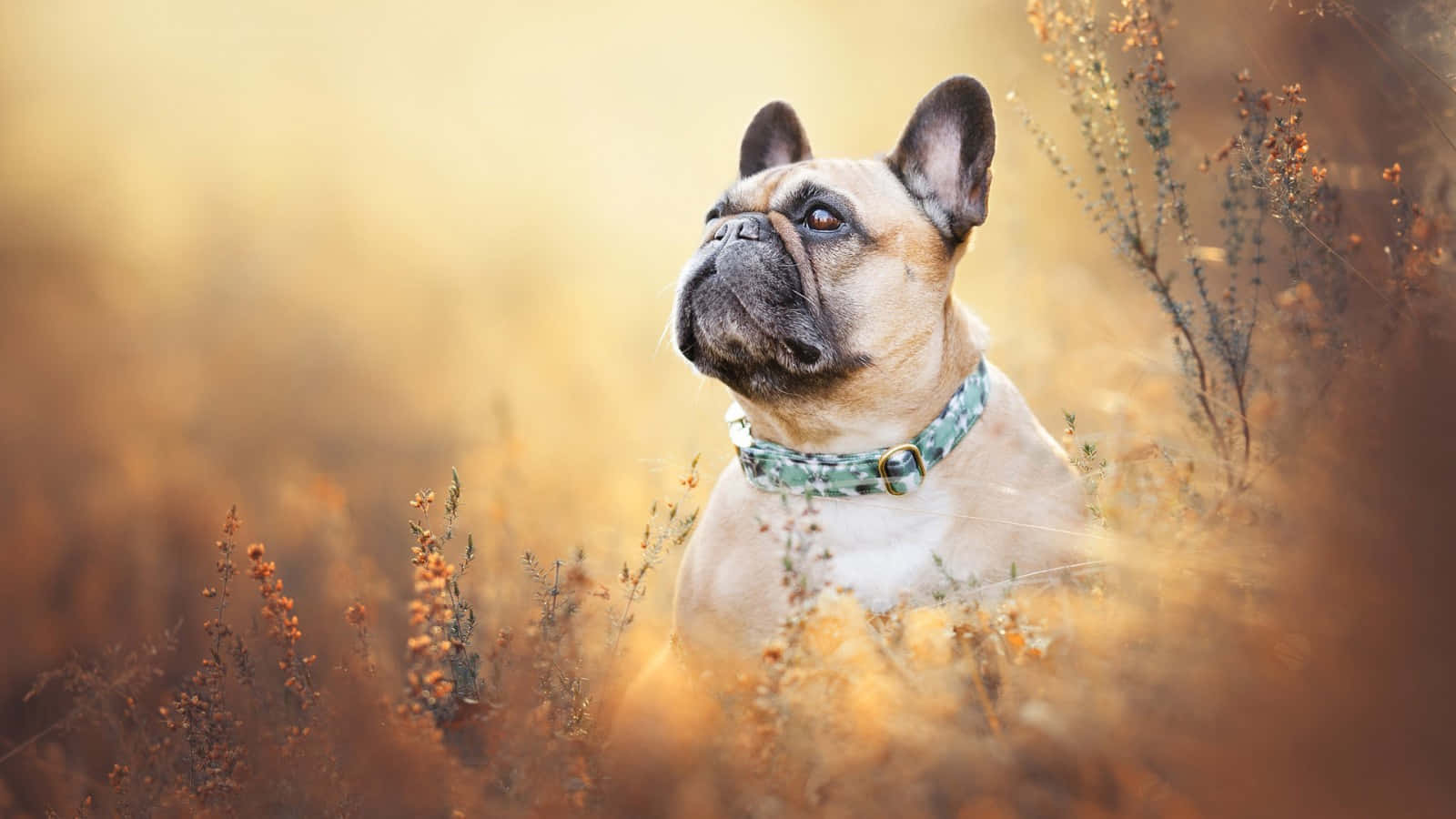 French Bulldog Wallpaper Art