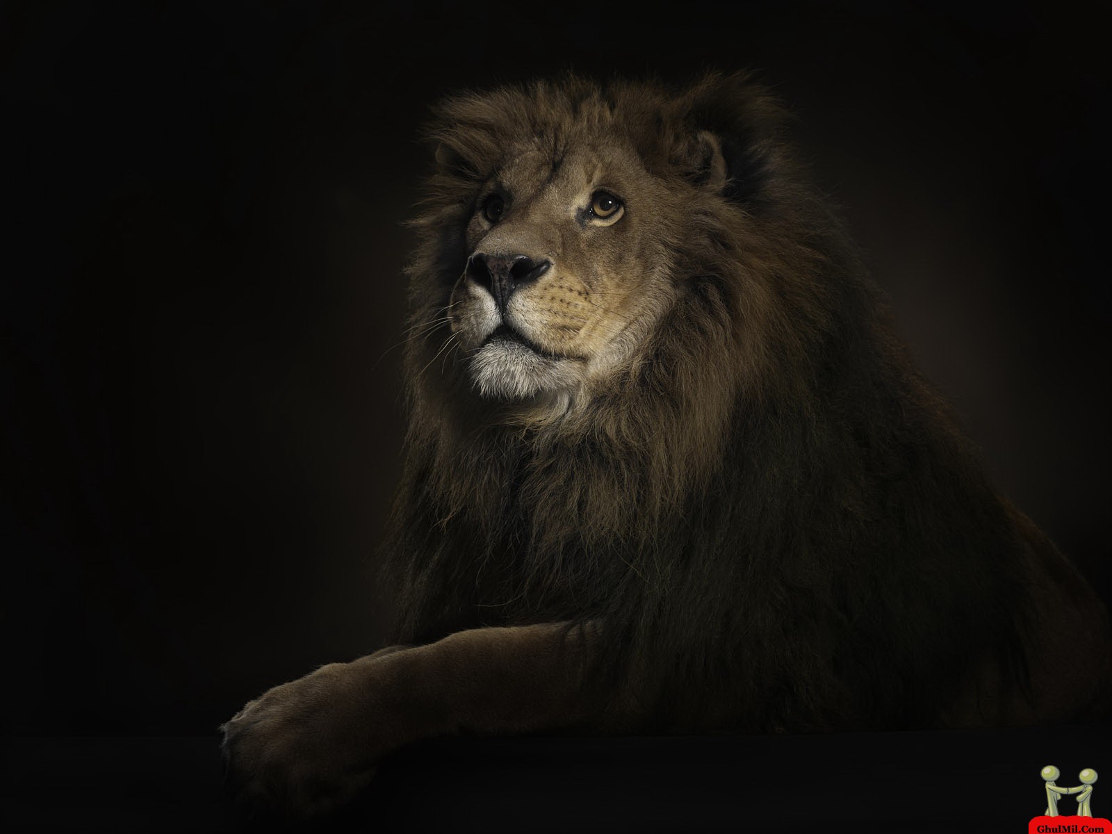 Beautiful Amazing HD Wallpaper Of Great Lion