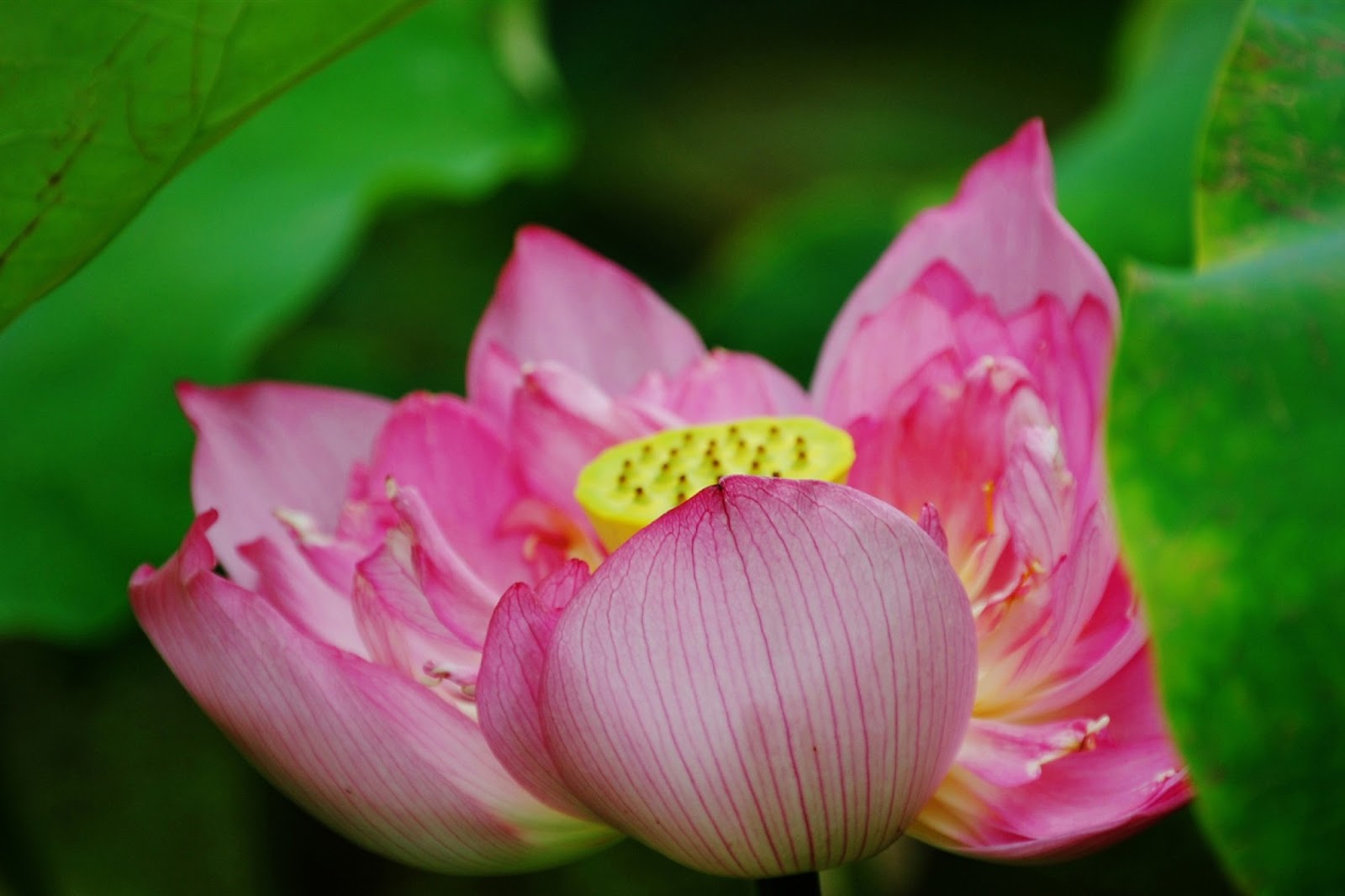 Lotus Flower HD Wallpaper High Definition iPhone