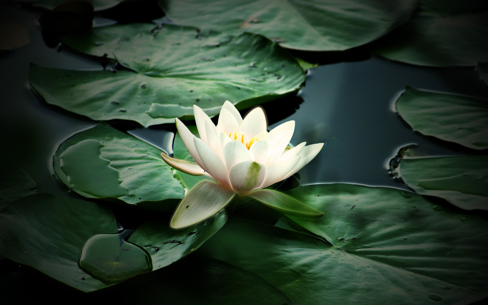 Download Beautiful Water Lily Flowers Wallpaper Free Wallpapers