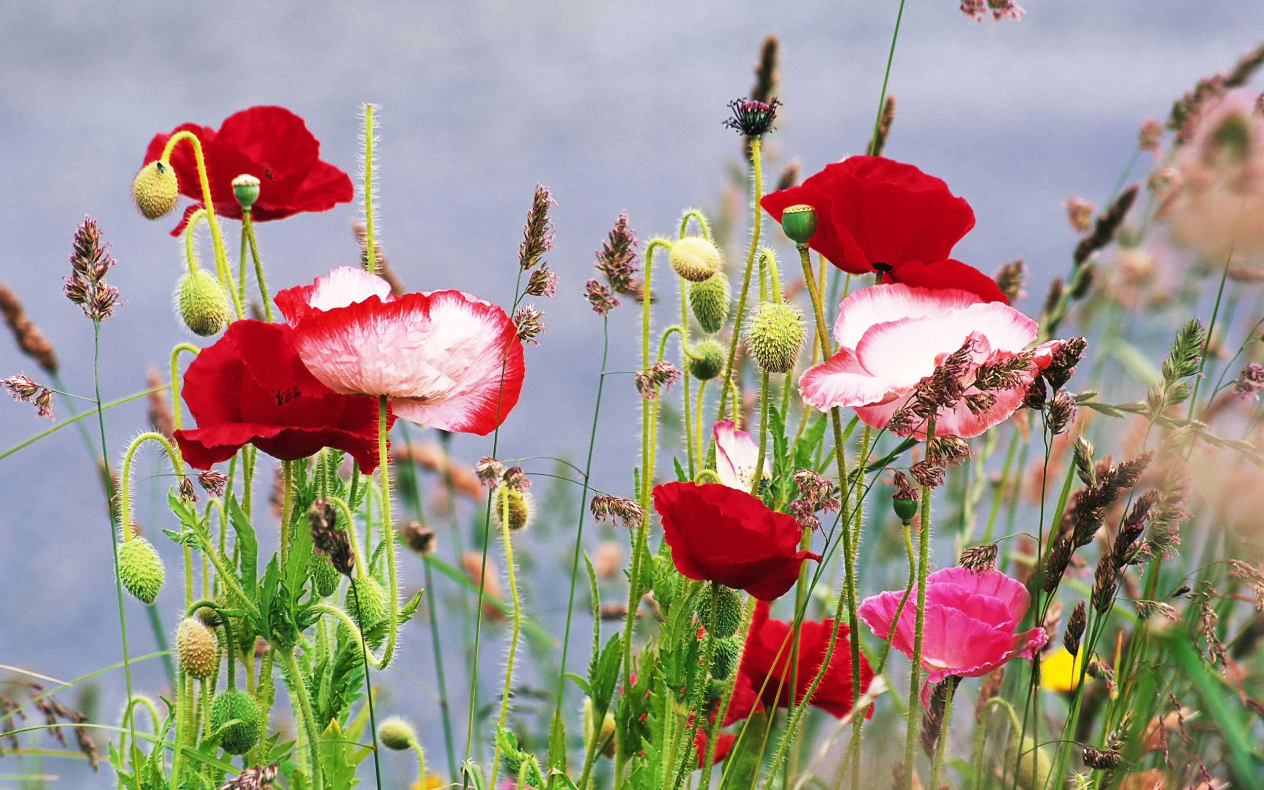 Poppies Wallpaper On The Flowers