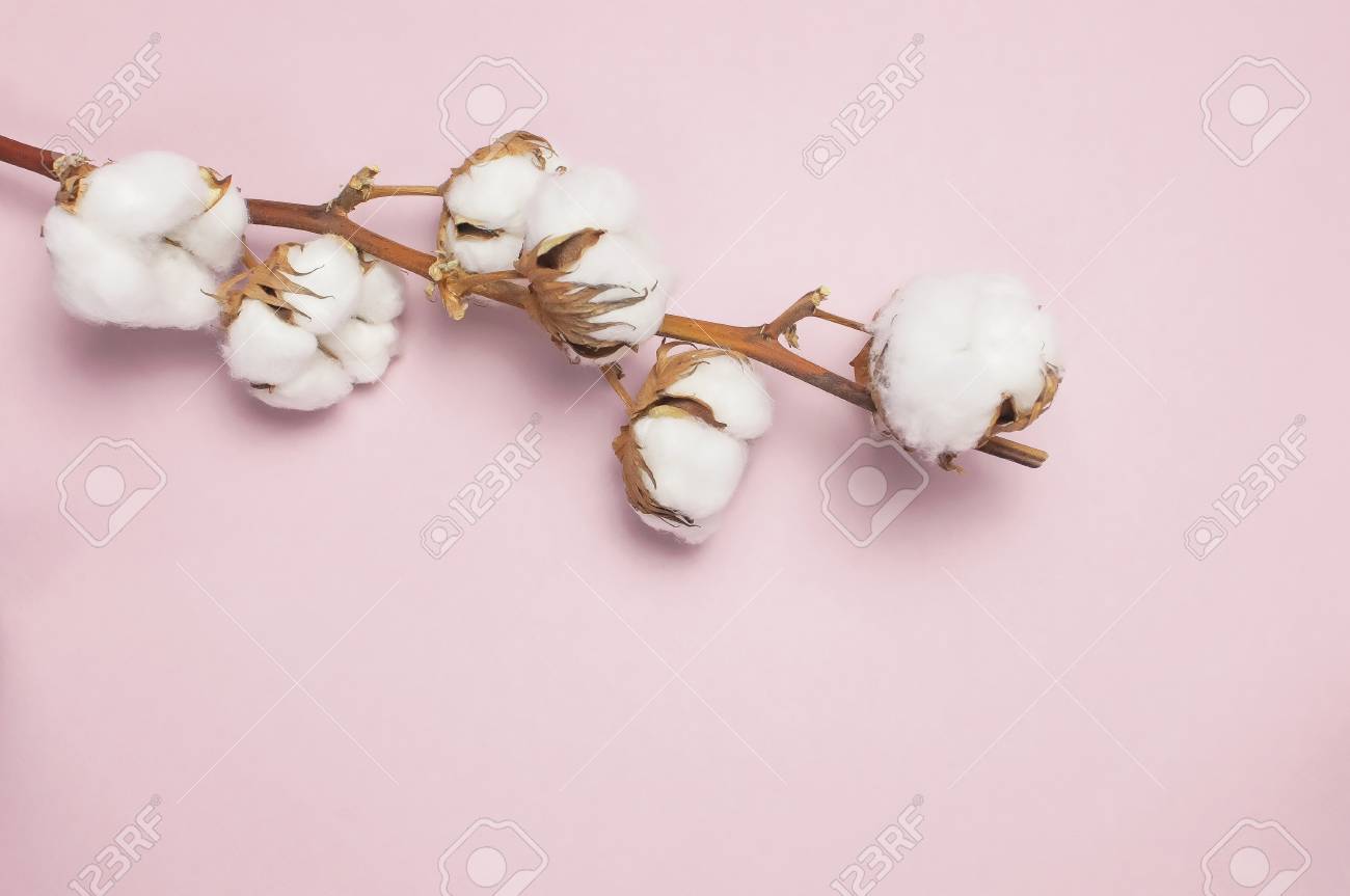 Cotton Branch On Pink Background Flat Lay Top View Delicate
