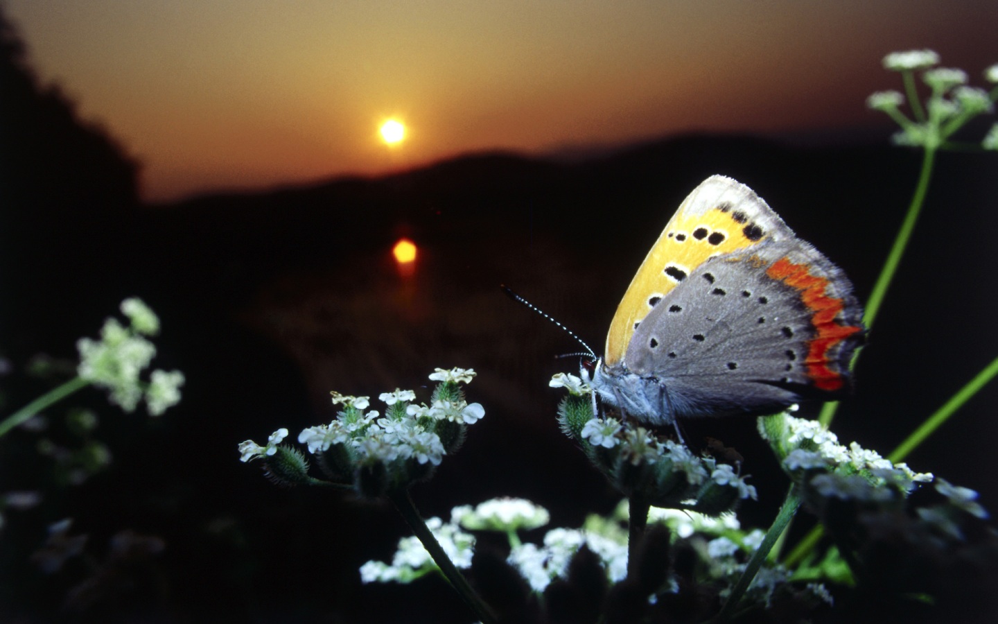 Beautyful Nature Wallpaper Scenery A Butterfly Perched On