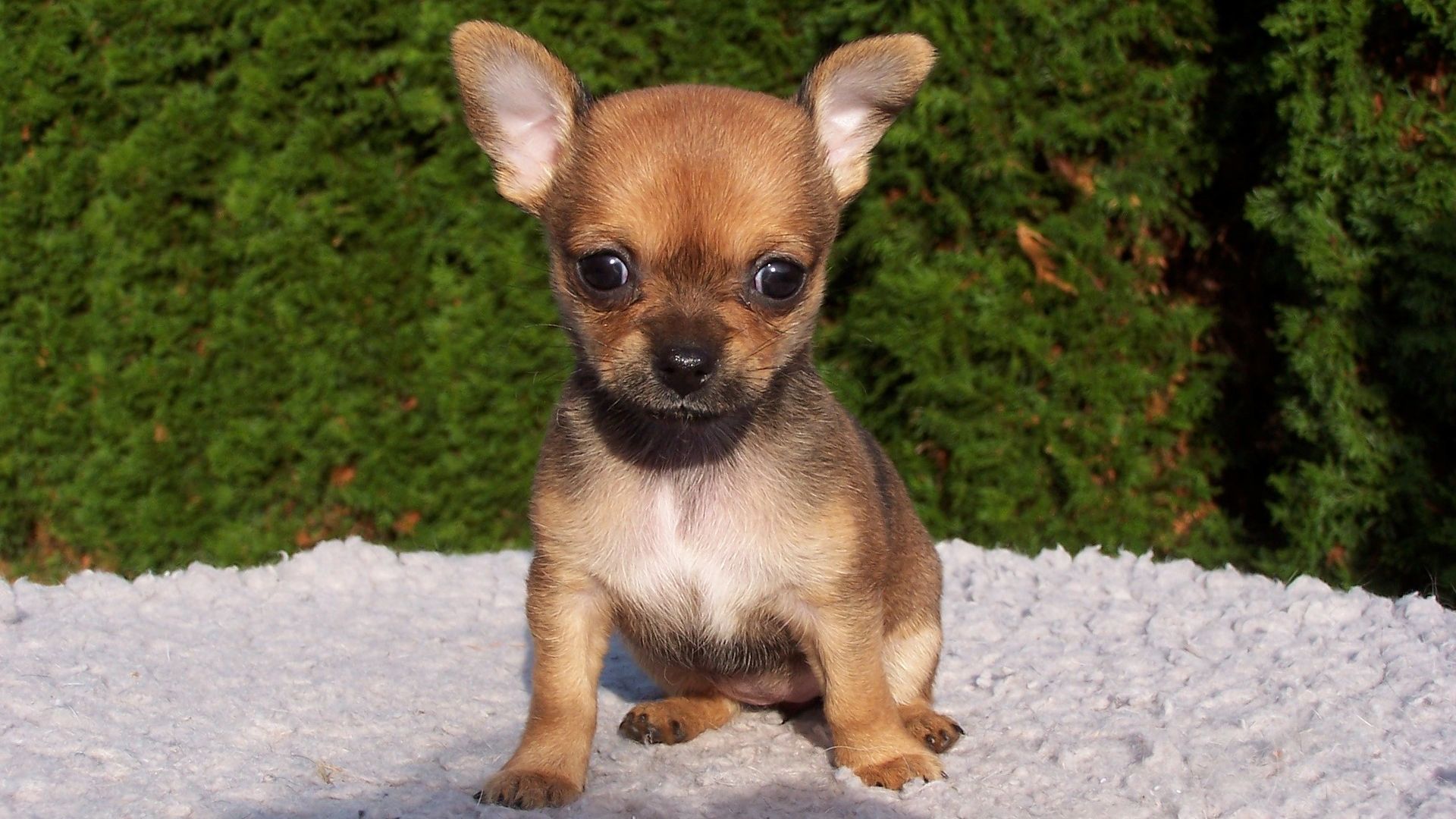 Chihuahua Puppy Cute Wallpaper   Wallpaper Stream