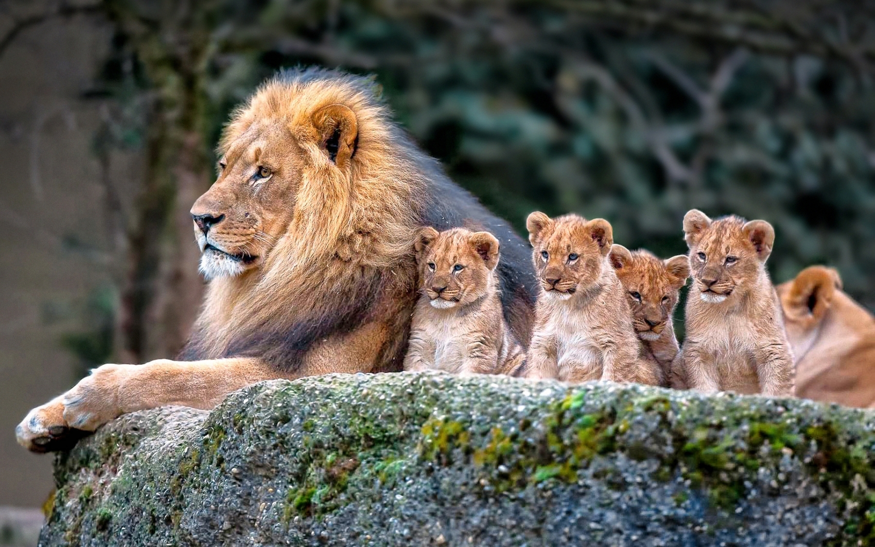 A majestic male lion rests on a rock with four adorable cubs, showcasing the beauty and family bonds of the African wildlife