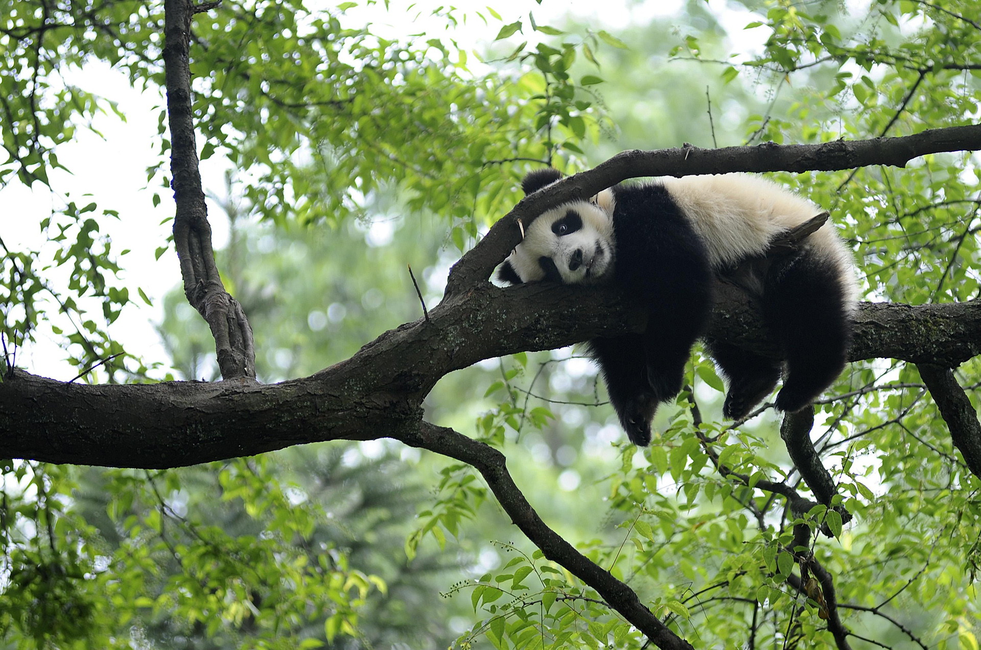 Giant panda rests on tree panda kindergarten a refuge for baby