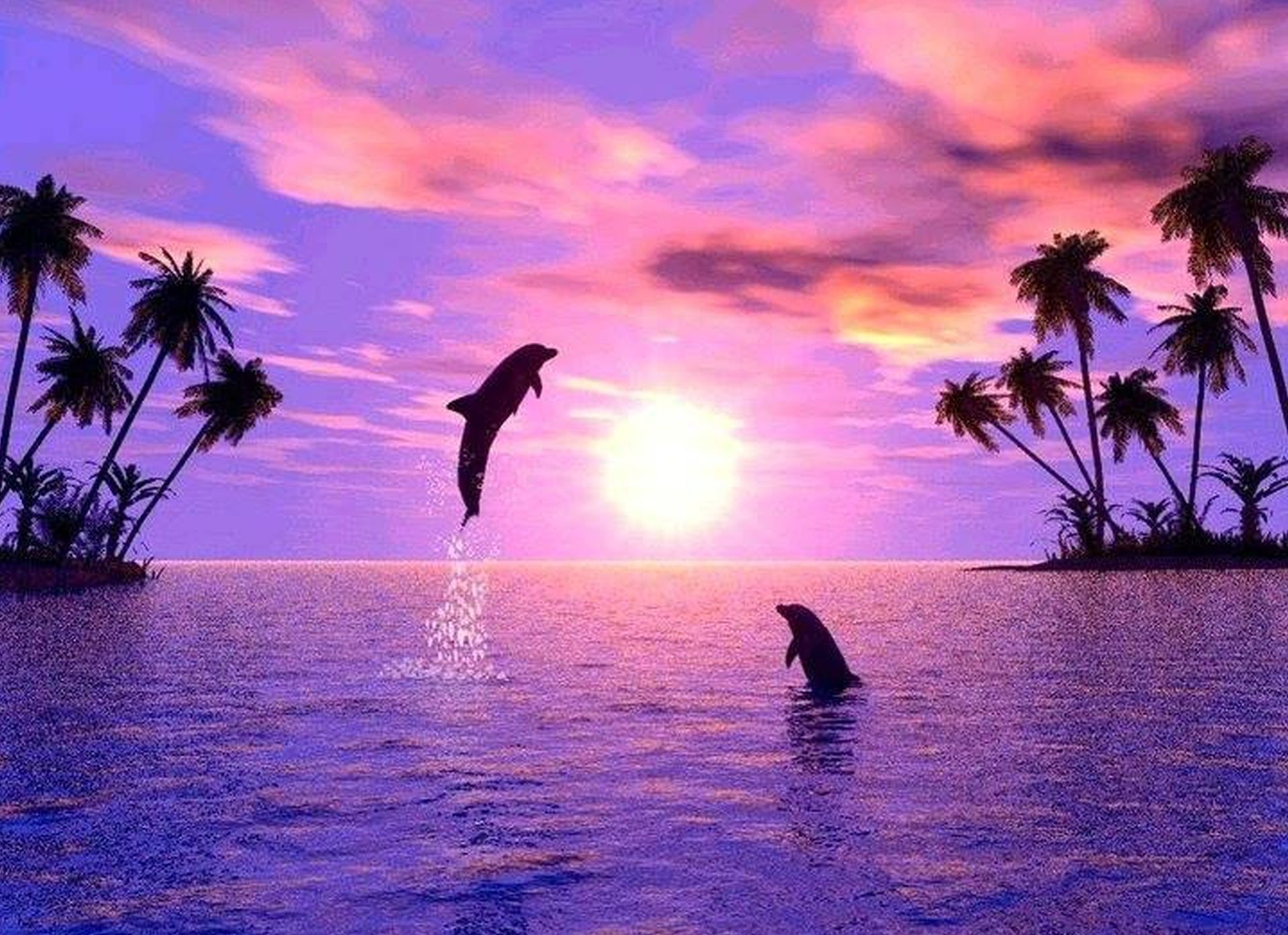 Purple Dolphin Wallpaper HD For Desktop X Px