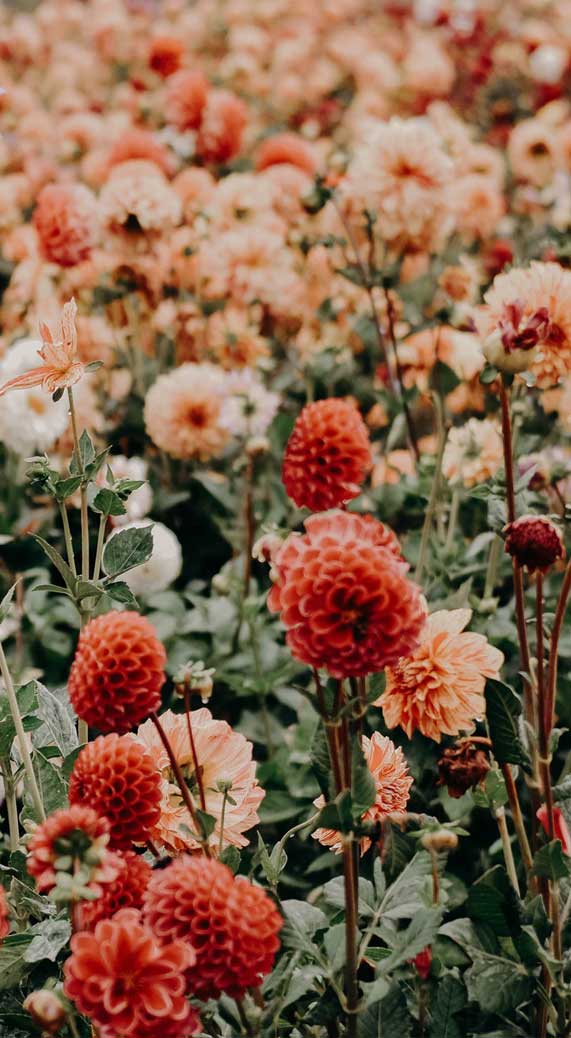 Pretty flowers in shades of autumn colors   Idea Wallpapers 571x1038