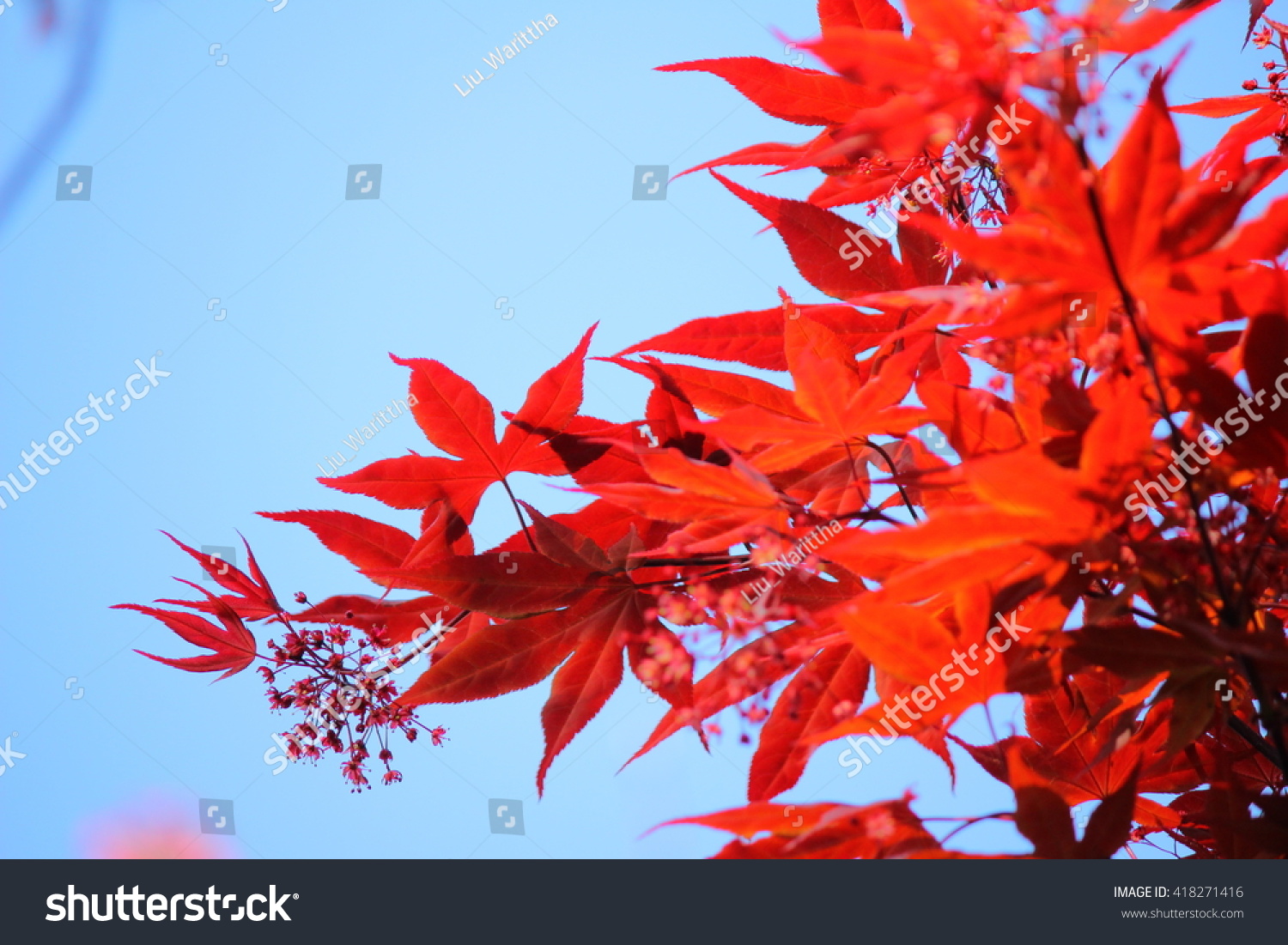 Red Momiji Japanese Maple Background Blue Stock Photo Edit Now
