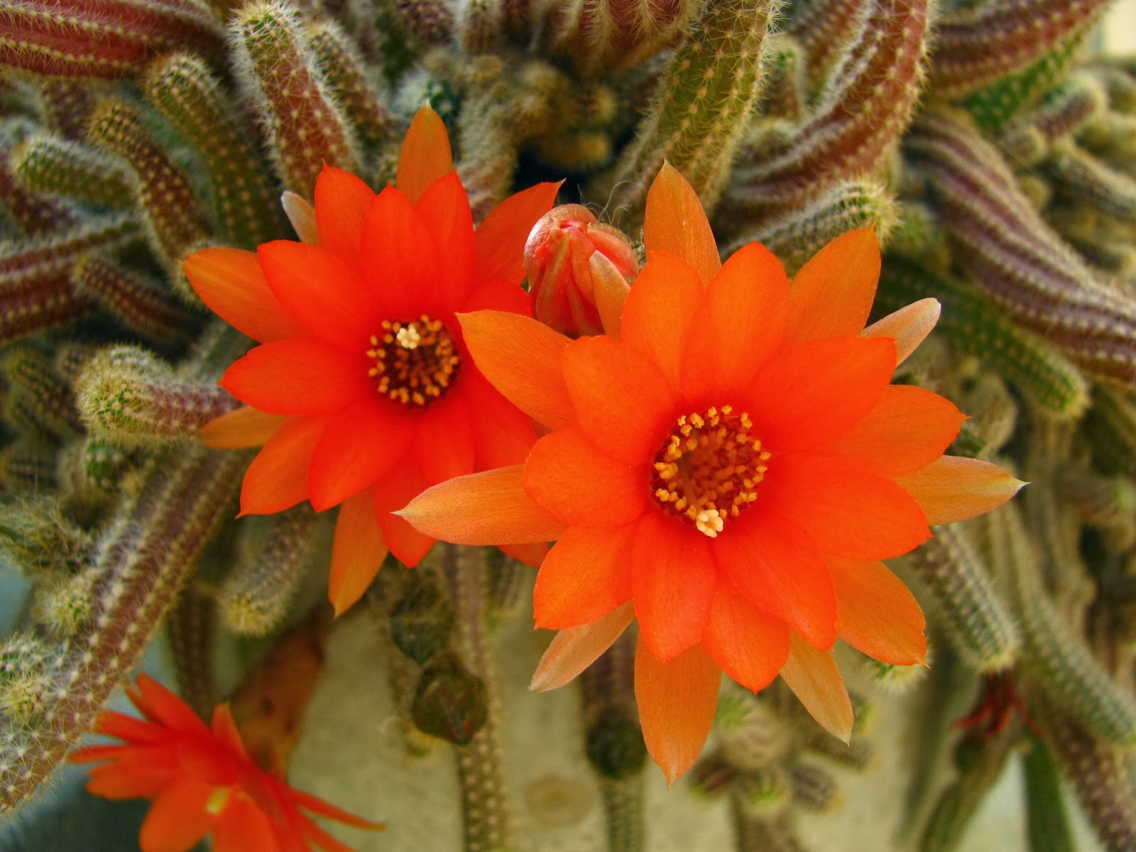 Cactus Flower Wallpaper Puter Beautiful Desktop