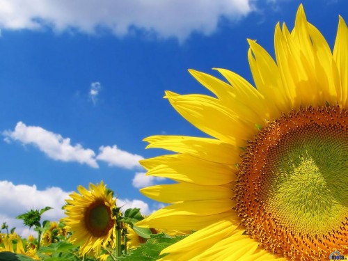 of sunflower screensaver screensavers download closeup of sunflower